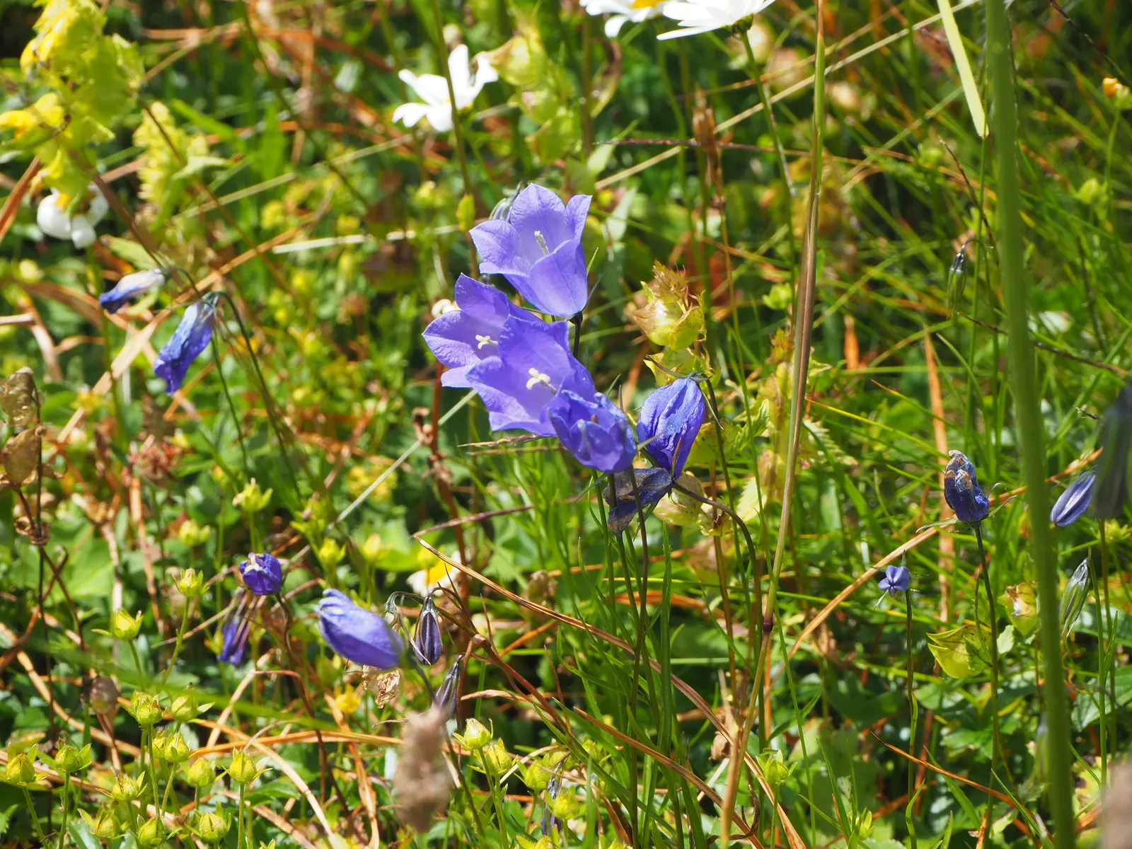 Bellflower (Campanula 'Jelly Bells') — with an optimal pH range from neutral to slightly alkaline