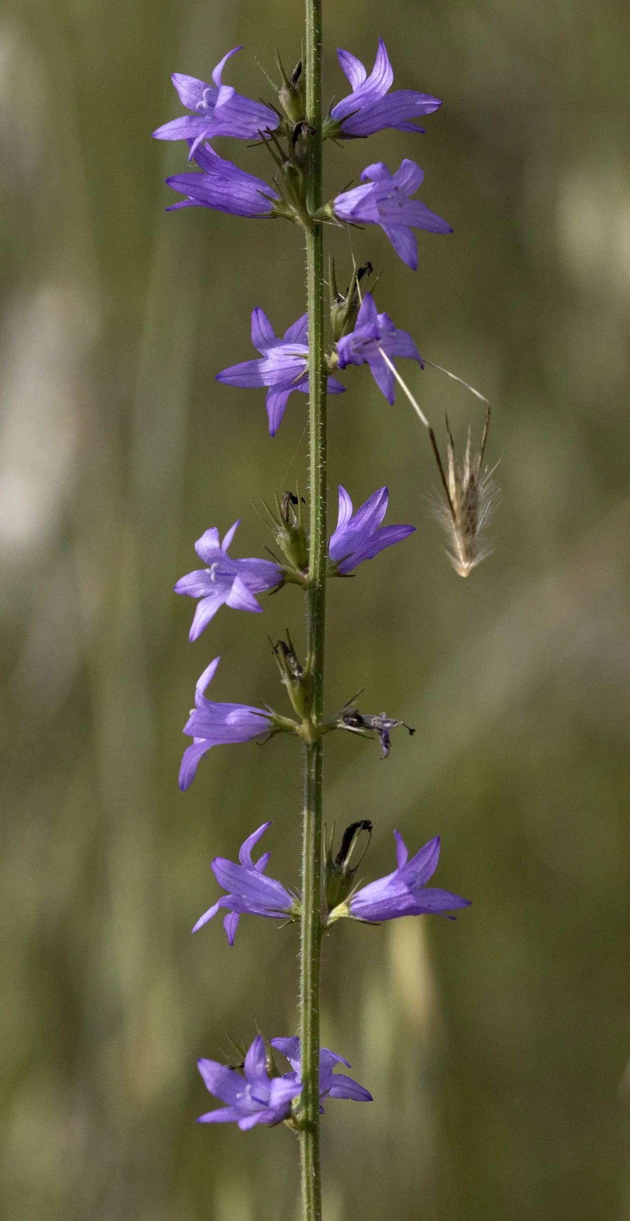 Bellflower (Campanula 'Jelly Bells') — with an optimal pH range from neutral to slightly alkaline; 'Jelly Bells' is a wonderful attractant for bees and