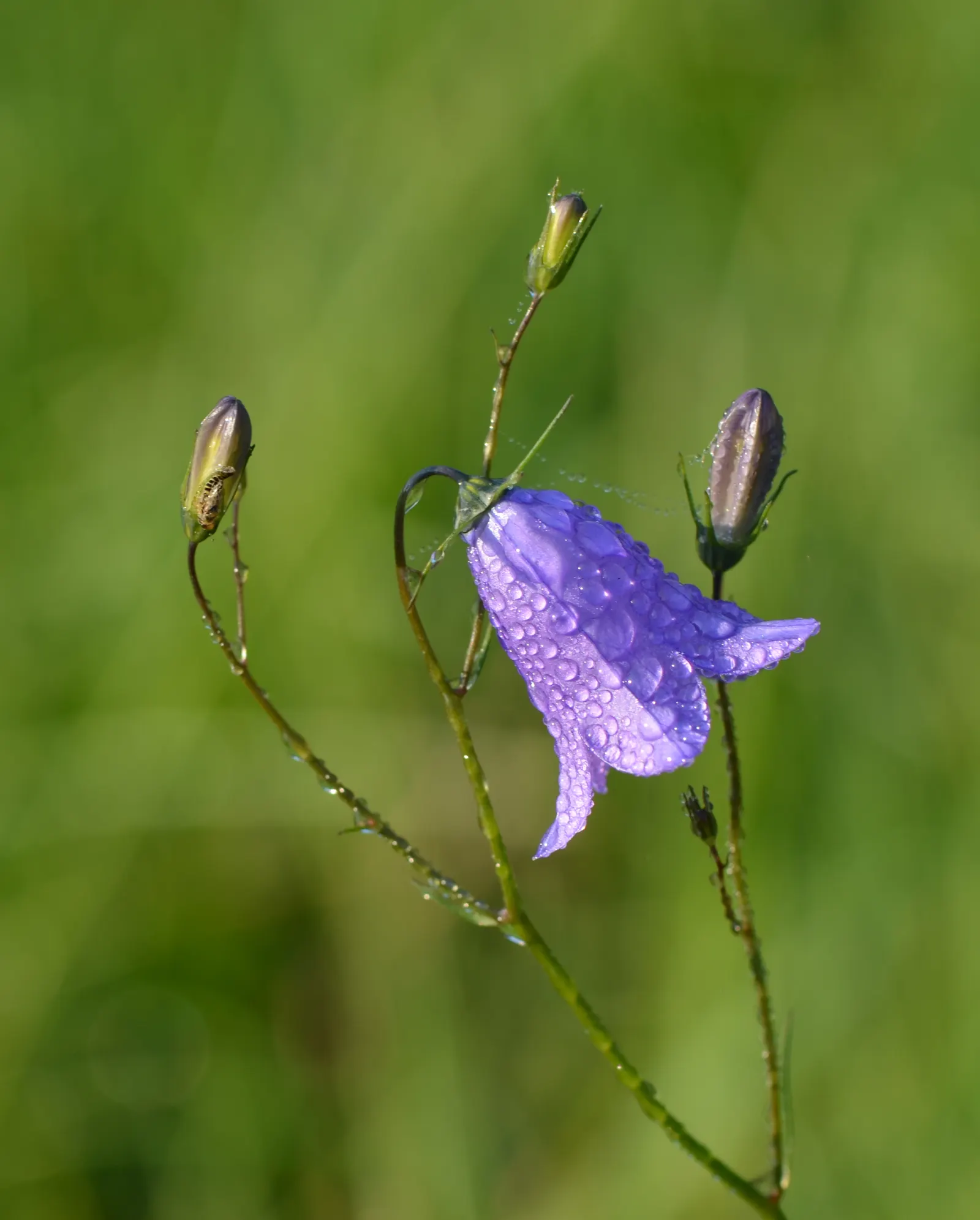 Bellflower (Campanula 'Jelly Bells') — It prefers well-draining soil; and the overall spread of the plant can span from 12 to 24 inches.<br><br>In addition to