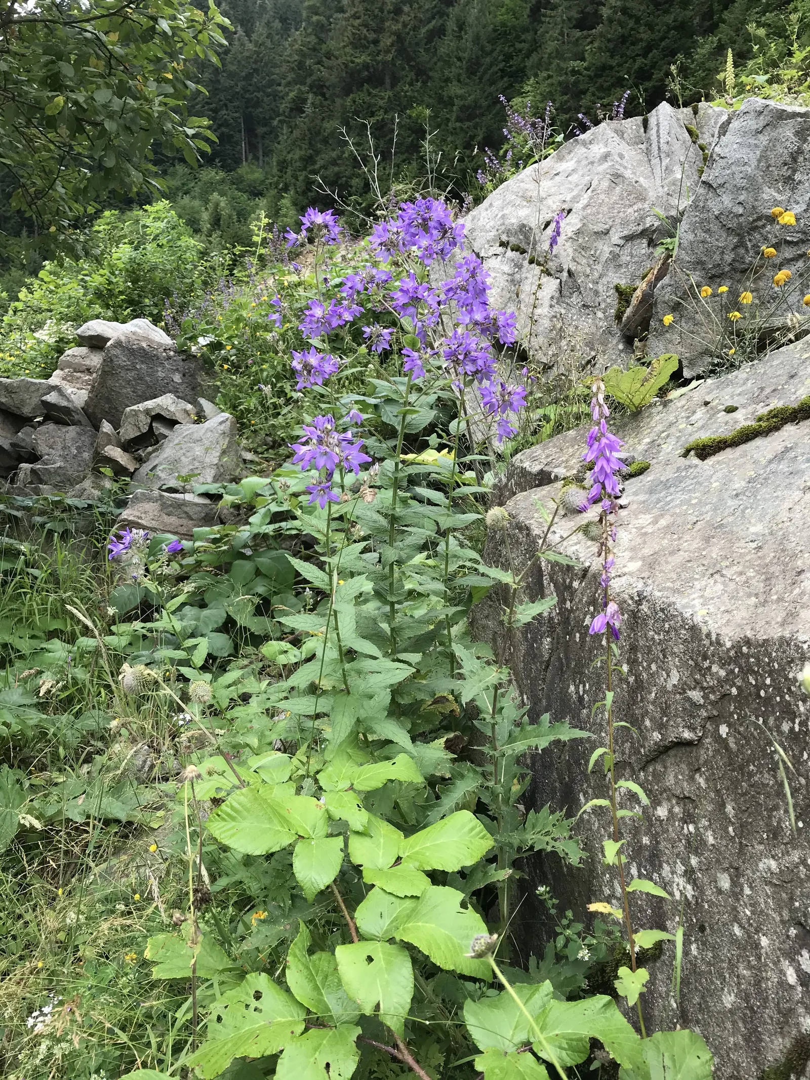 Bellflower (Campanula 'Jelly Bells') — It prefers well-draining soil