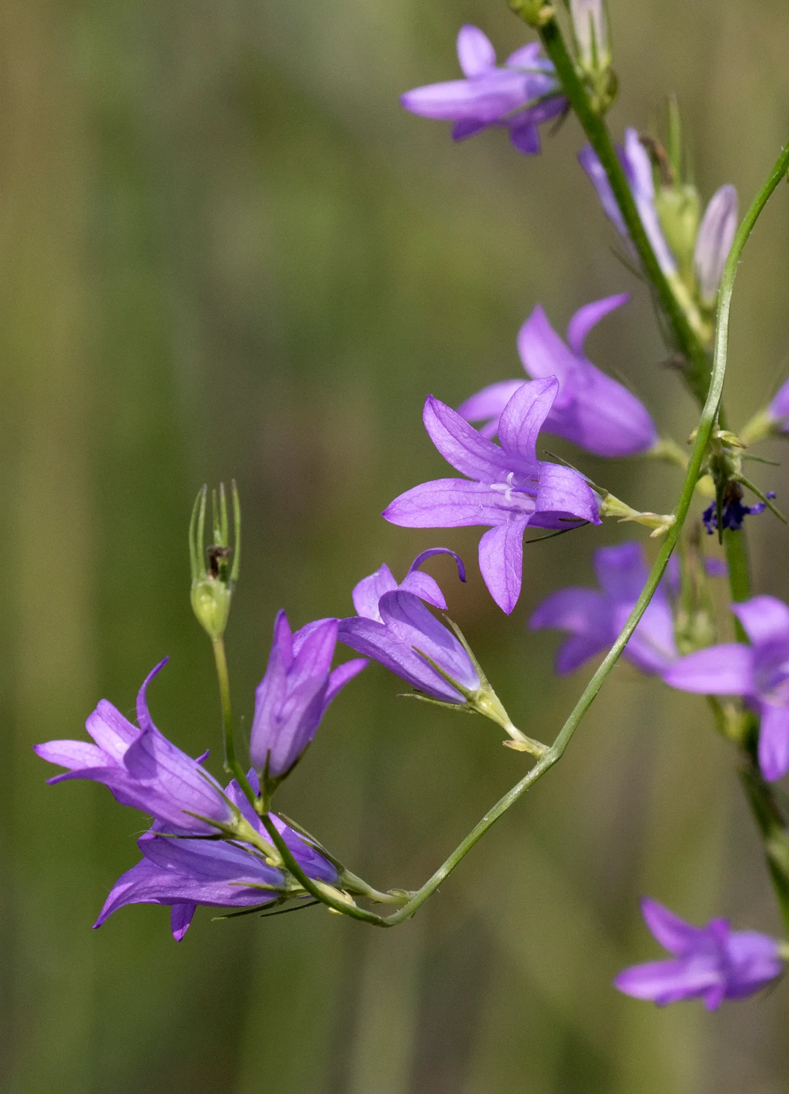 Bellflower (Campanula 'Jelly Bells') — Blooming from early to late summer, it adds a vibrant yet soft touch to borders and cottage gardens; commonly known as