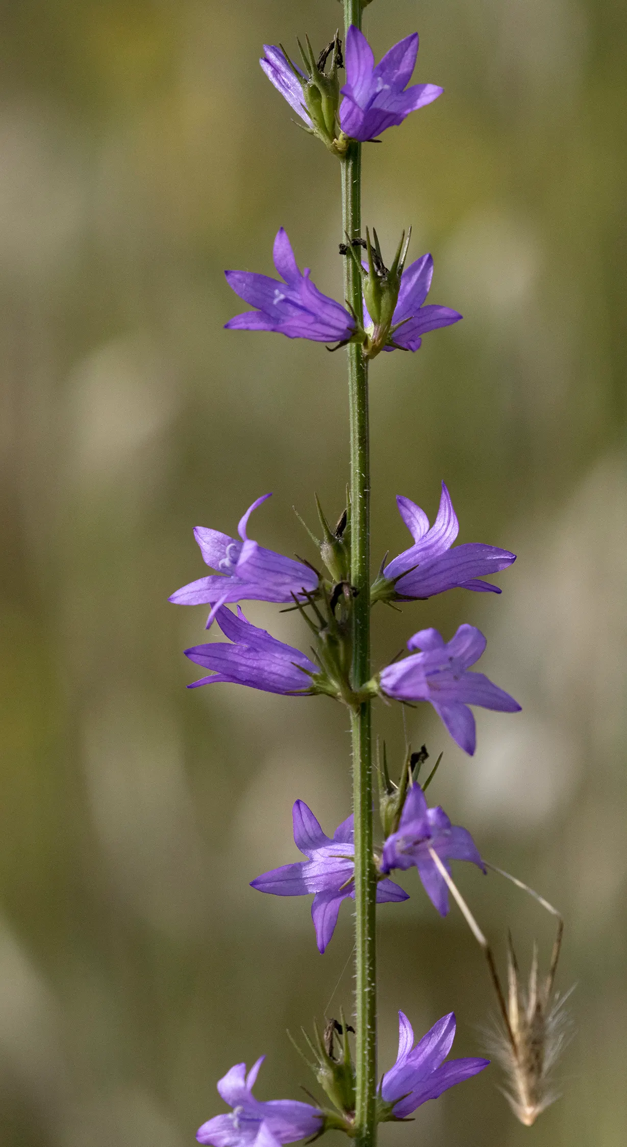 Bellflower (Campanula 'Jelly Bells') — slender stems that can grow to heights between 12 to 18 inches; making it an excellent candidate for a, image 60