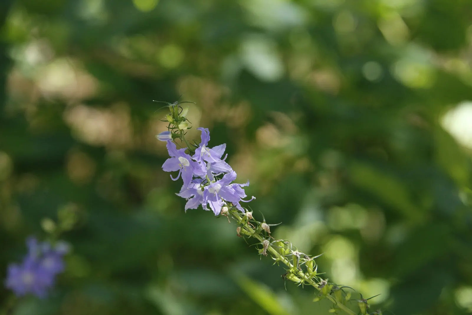 Bellflower (Campanula 'Jelly Bells') — blue and violet flowers in the garden