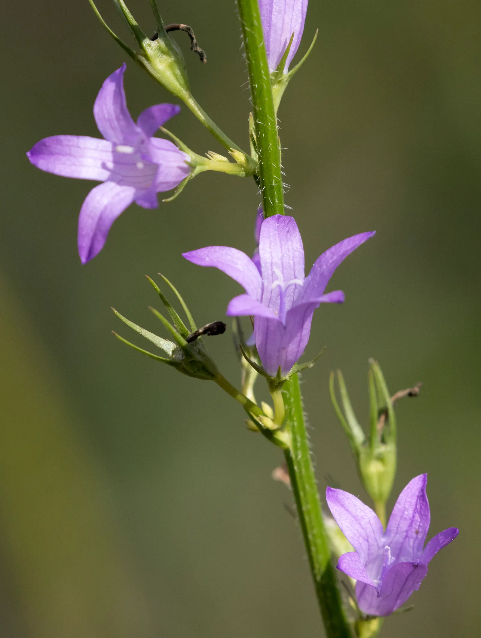 Bellflower (Campanula 'Jelly Bells') — blue and violet flowers in the garden; is a charming perennial that graces gardens with its vibrant presence, image 70