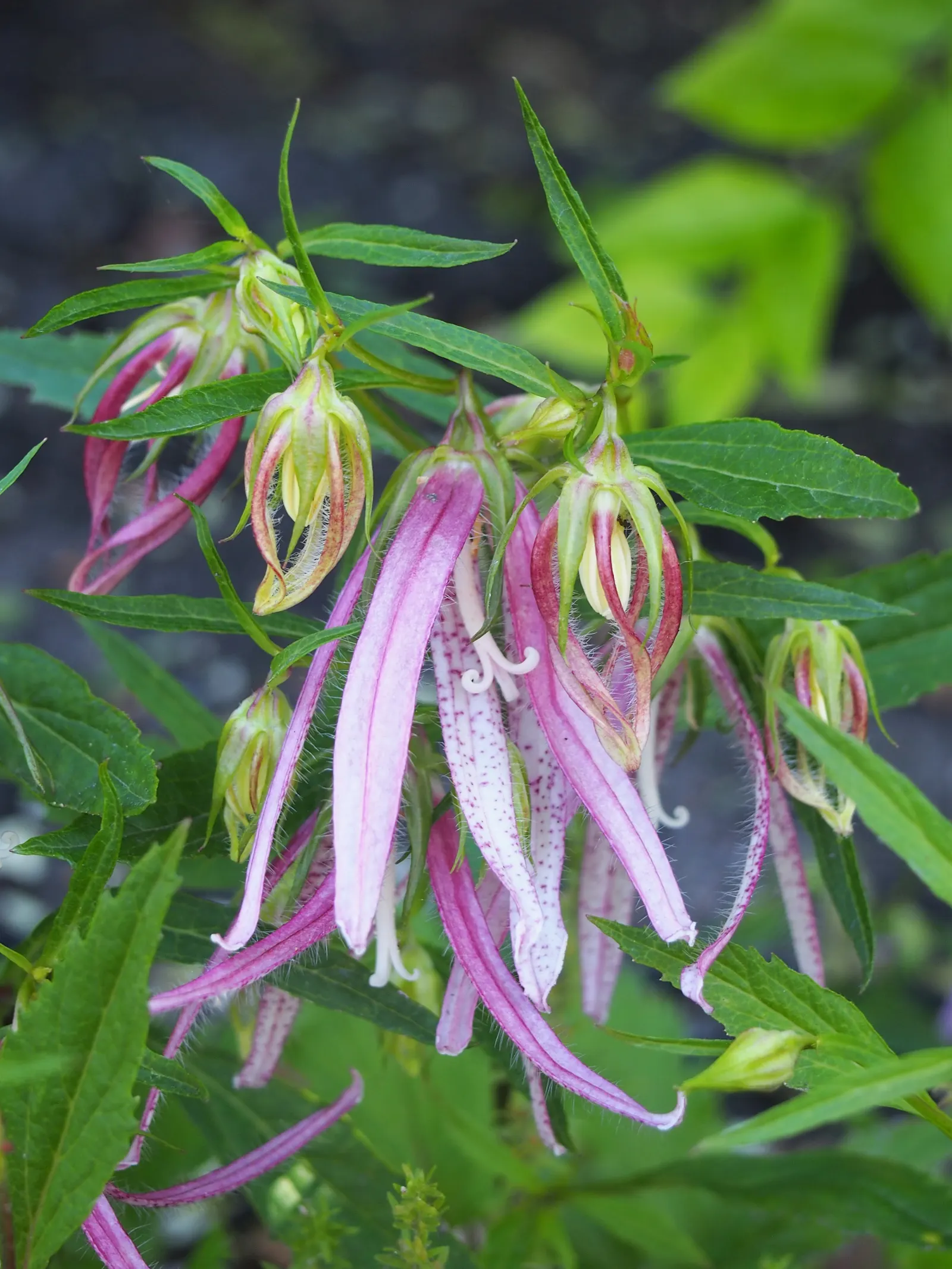 Bellflower (Campanula 'Jelly Bells') — Its flowers boast a vivid blue-purple hue; consider mass plantings for a groundcover effect or use it to soften the