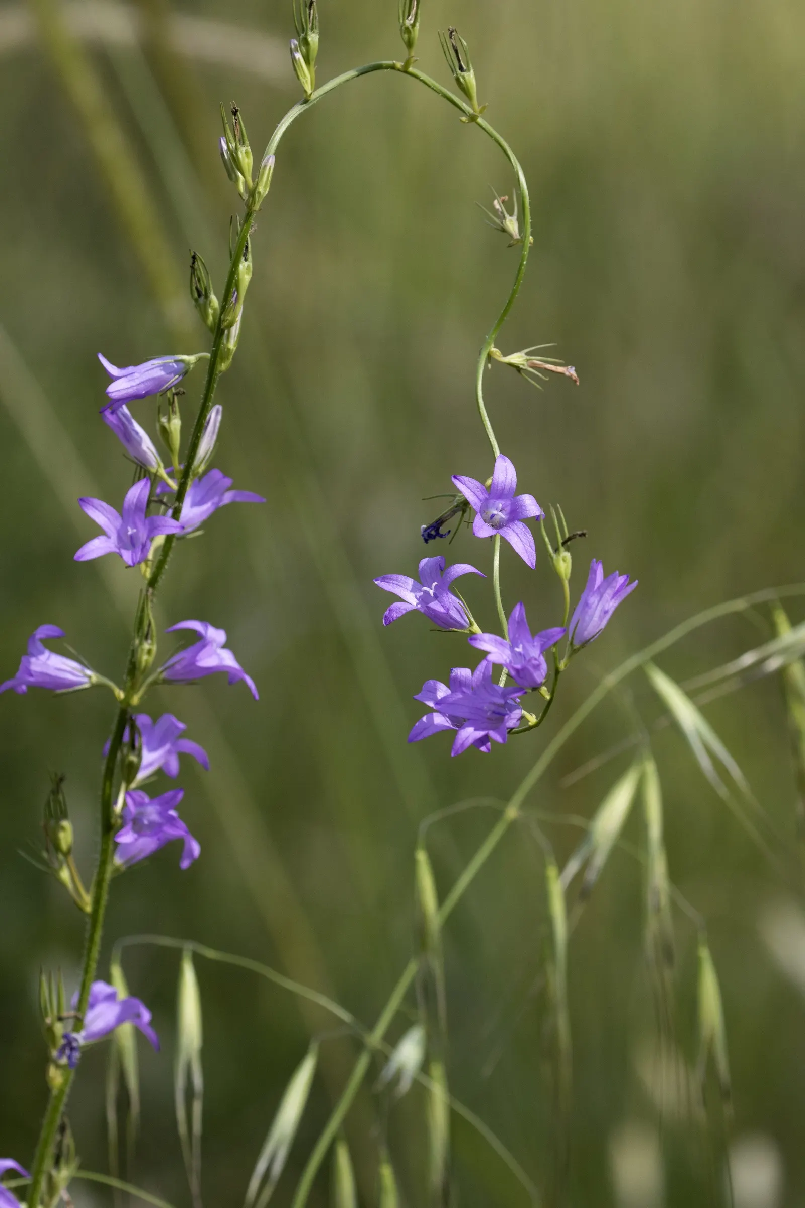 Bellflower (Campanula 'Jelly Bells') — ground cover / perennial with blue and violet blooms; the Campanula 'Jelly Bells' is hardy in USDA zones 4, image 71