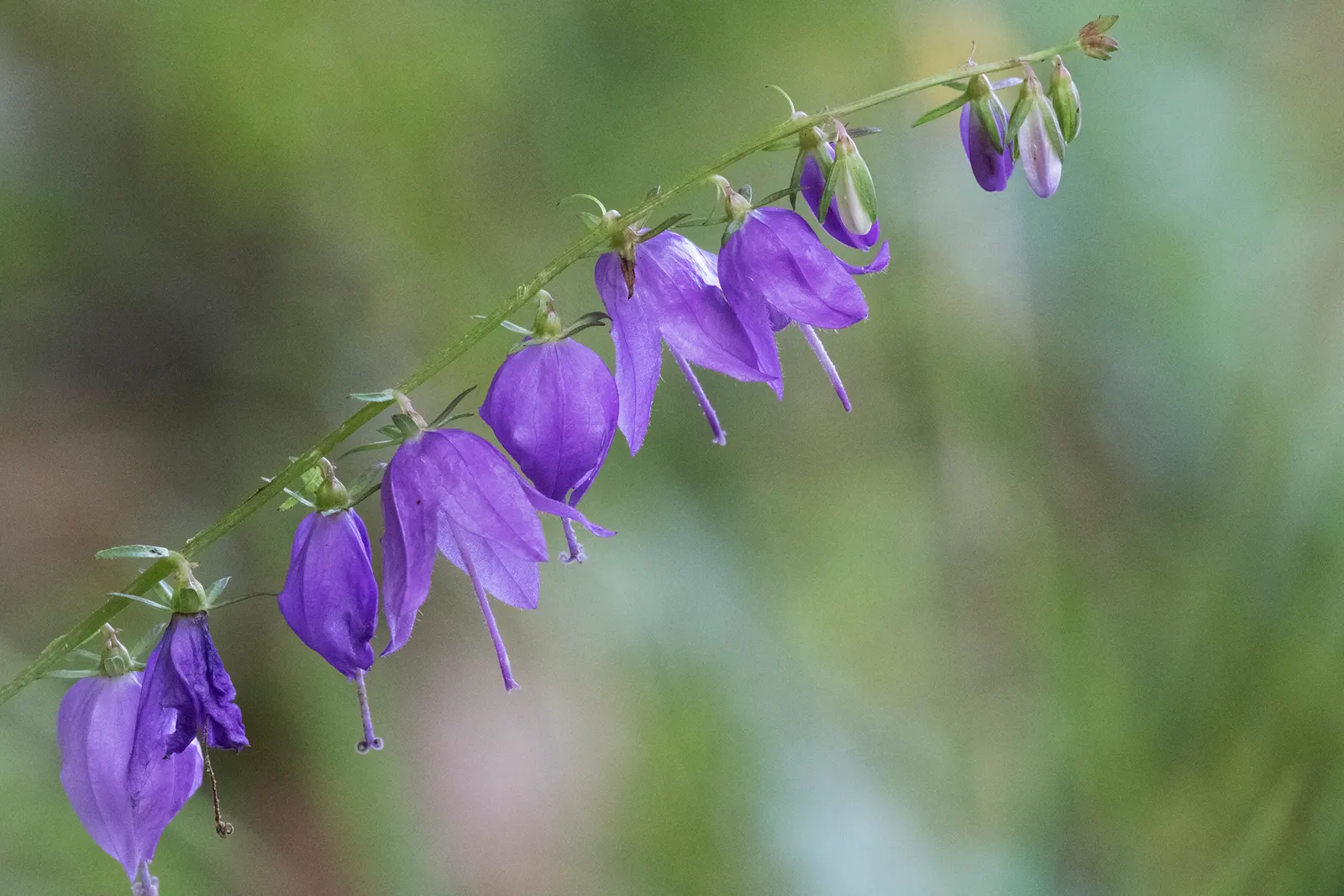 Bellflower (Campanula 'Jelly Bells') — making it an excellent candidate for a variety of landscape designs; slender stems that can grow to heights between 12