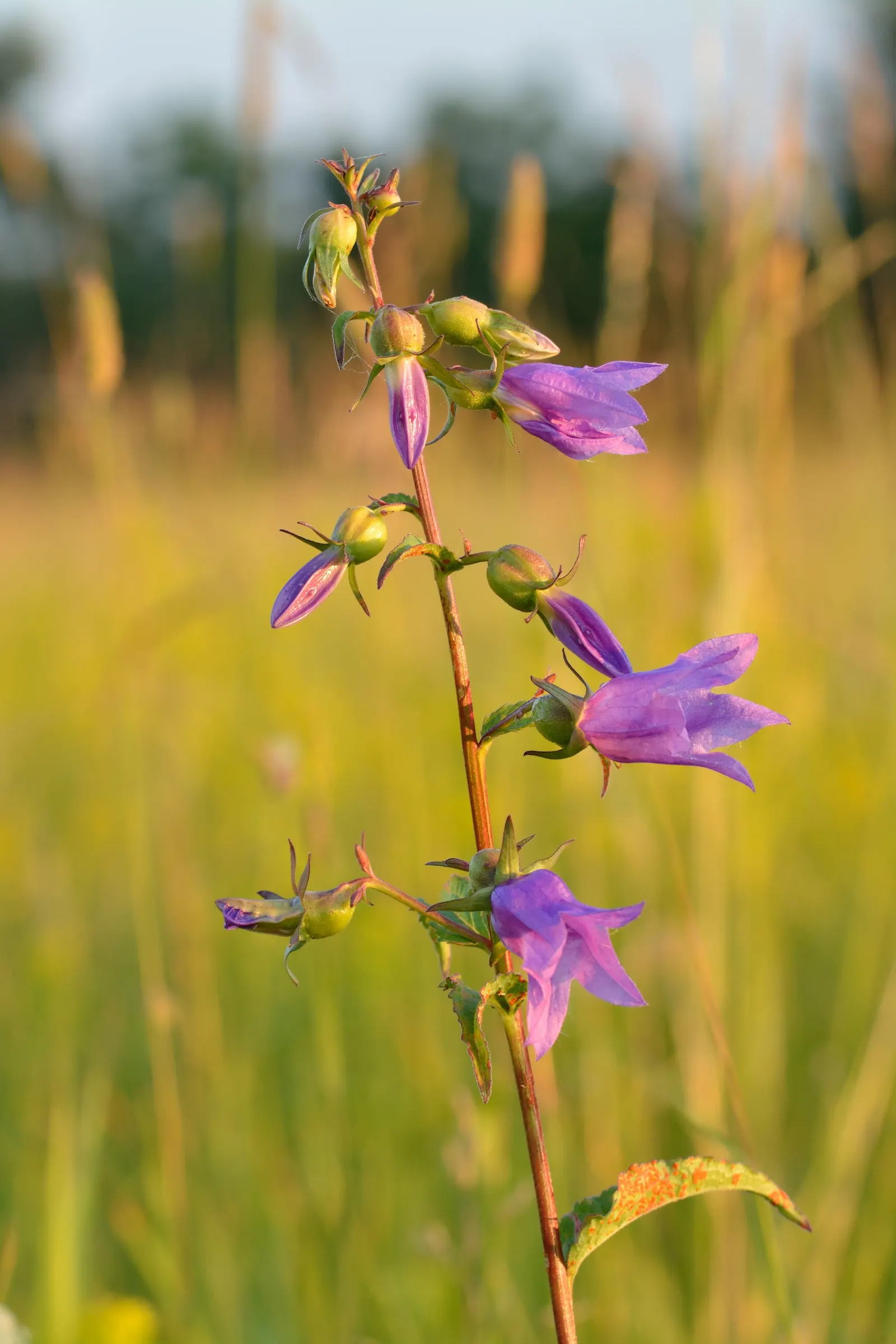 Bellflower (Campanula 'Jelly Bells') — slender stems that can grow to heights between 12 to 18 inches; making it an excellent candidate for a variety of