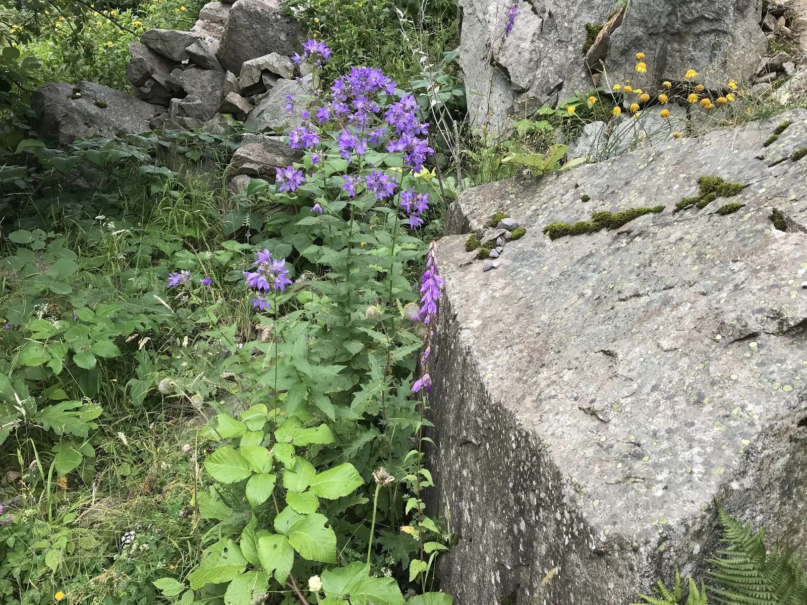 Bellflower (Campanula 'Jelly Bells') — consider mass plantings for a groundcover effect or use it to soften the edges of borders; its flowers boast a vivid
