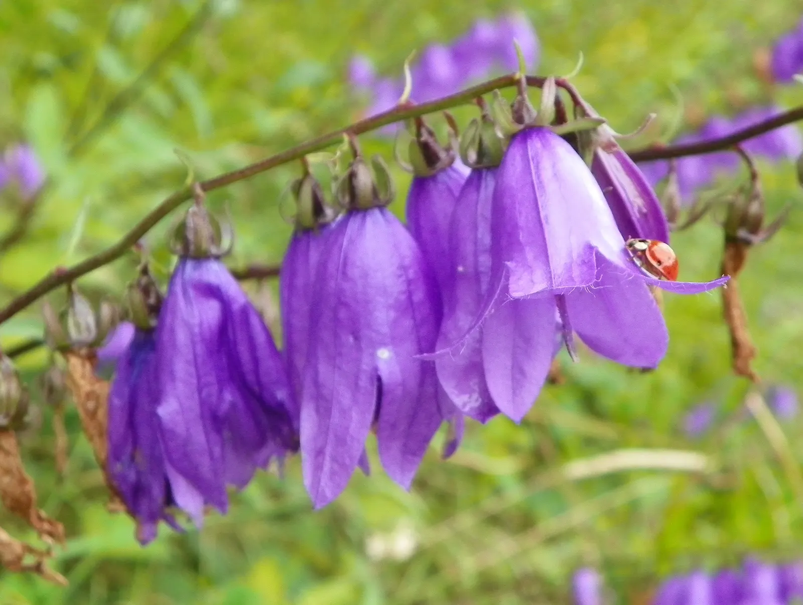 Bellflower (Campanula 'Jelly Bells') — Its flowers boast a vivid blue-purple hue