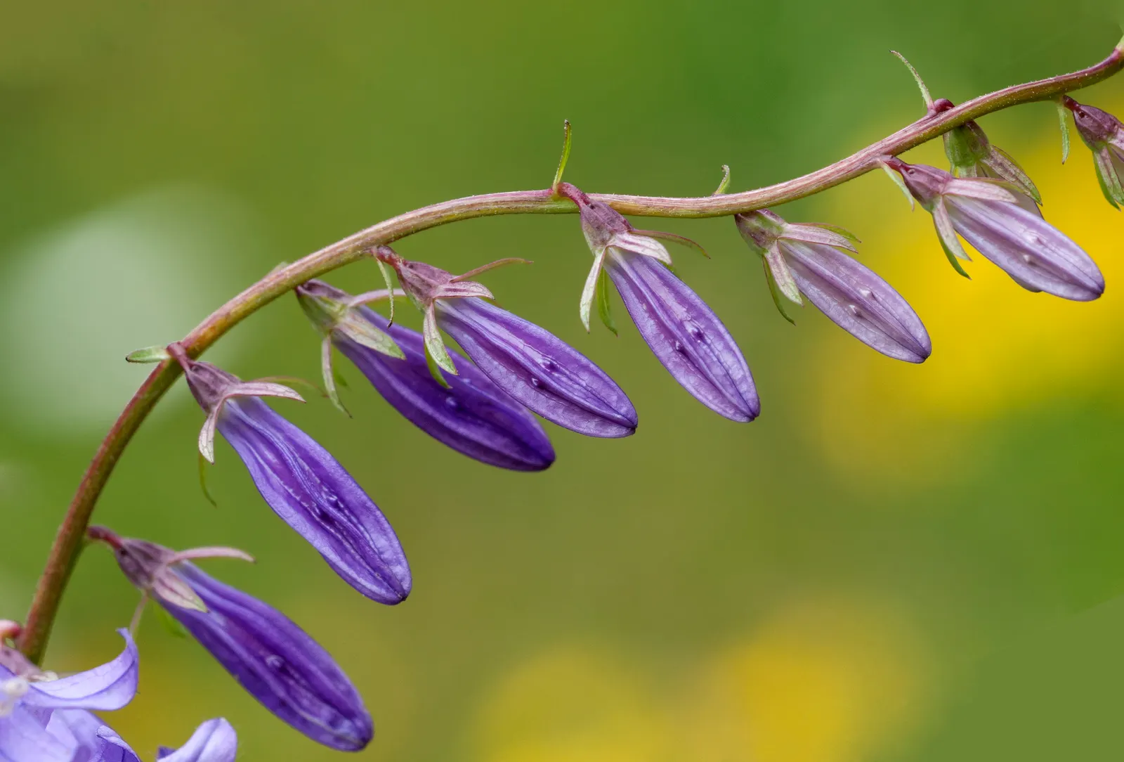Bellflower (Campanula 'Jelly Bells') — is a charming perennial that graces gardens with its vibrant presence and bell-shaped blooms; blue and violet flowers in