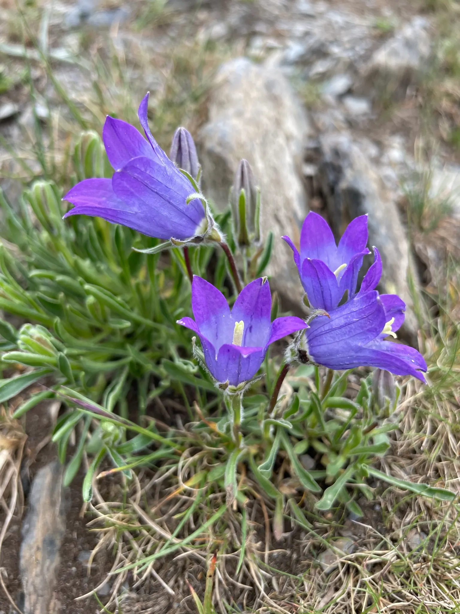 Bellflower (Campanula 'Jelly Bells') — ground cover / perennial with blue and violet blooms