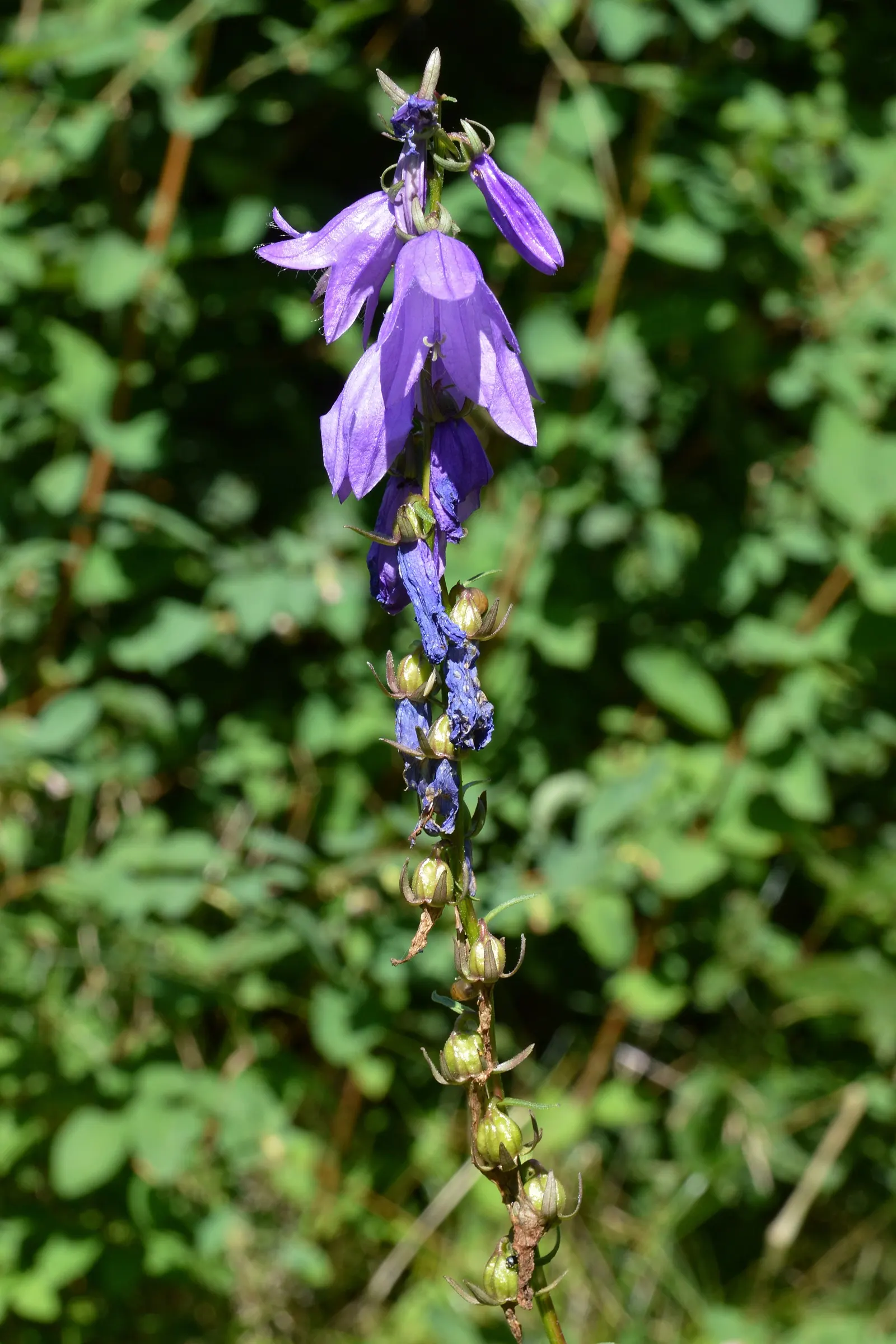 Bellflower (Campanula 'Jelly Bells') — ground cover / perennial for full