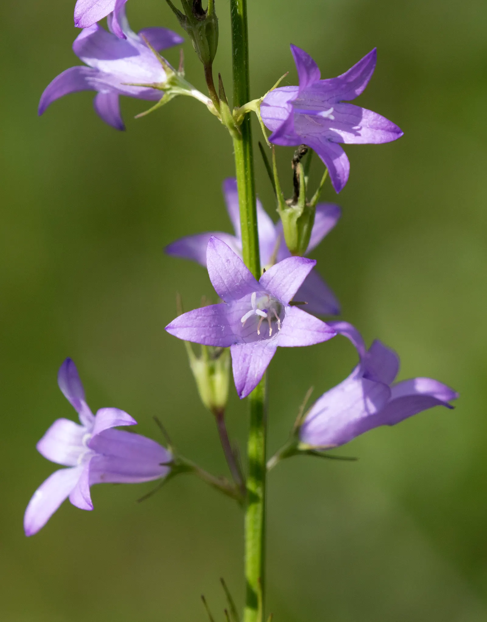 Bellflower (Campanula 'Jelly Bells') — This herbaceous plant hails from the Campanulaceae family and is known for its ease of care and resiliency, image 56