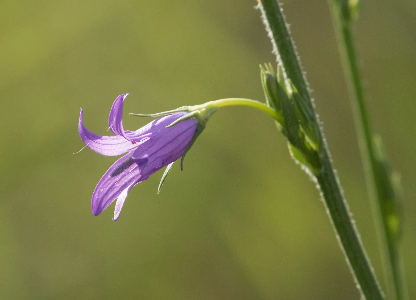 Bellflower (Campanula 'Jelly Bells') — Hardy in USDA zones 4-8, it requires well-drained soil and moderate moisture; this herbaceous plant hails from the