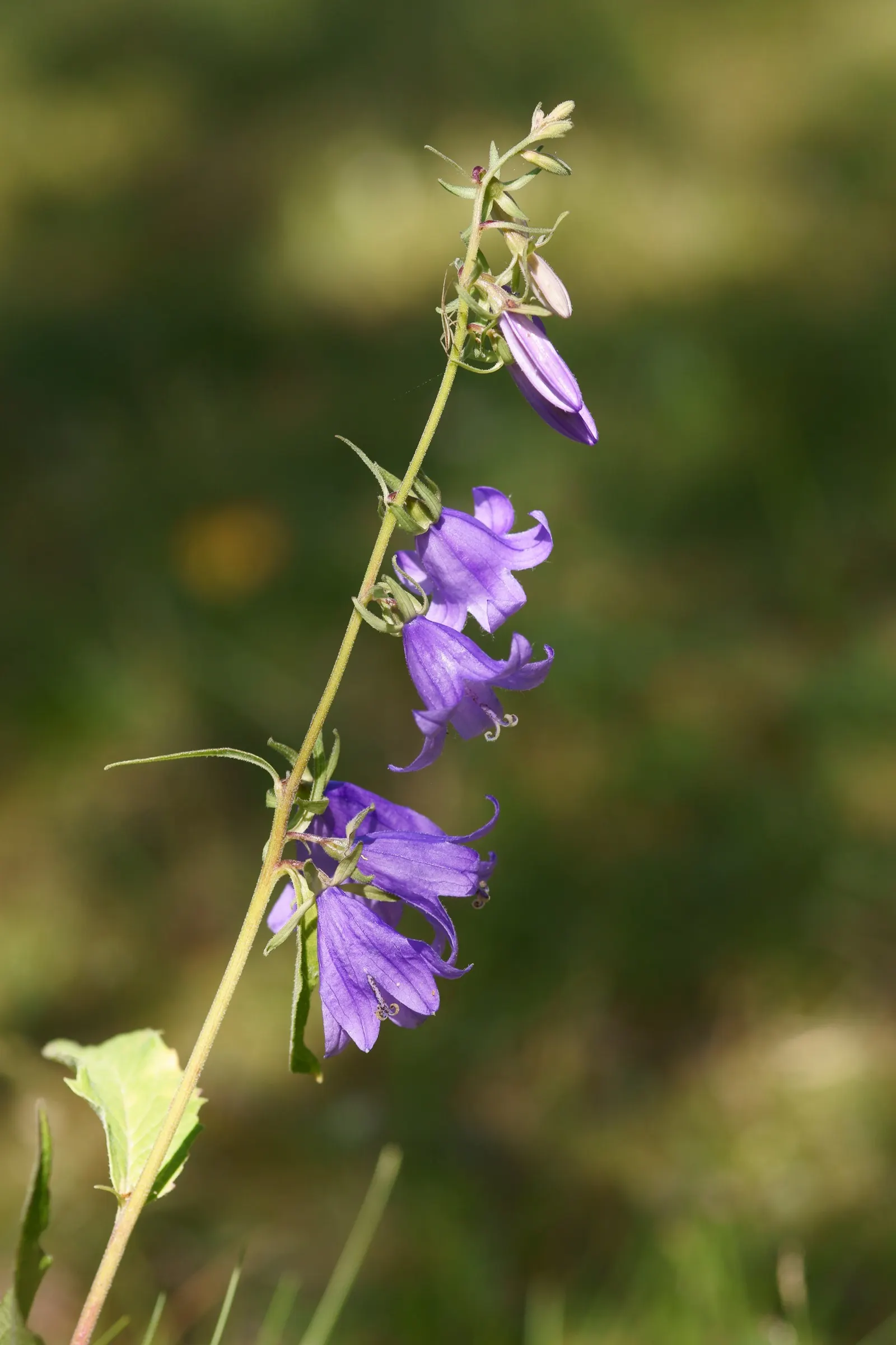 Bellflower (Campanula 'Jelly Bells') — indicating robust temperature tolerance