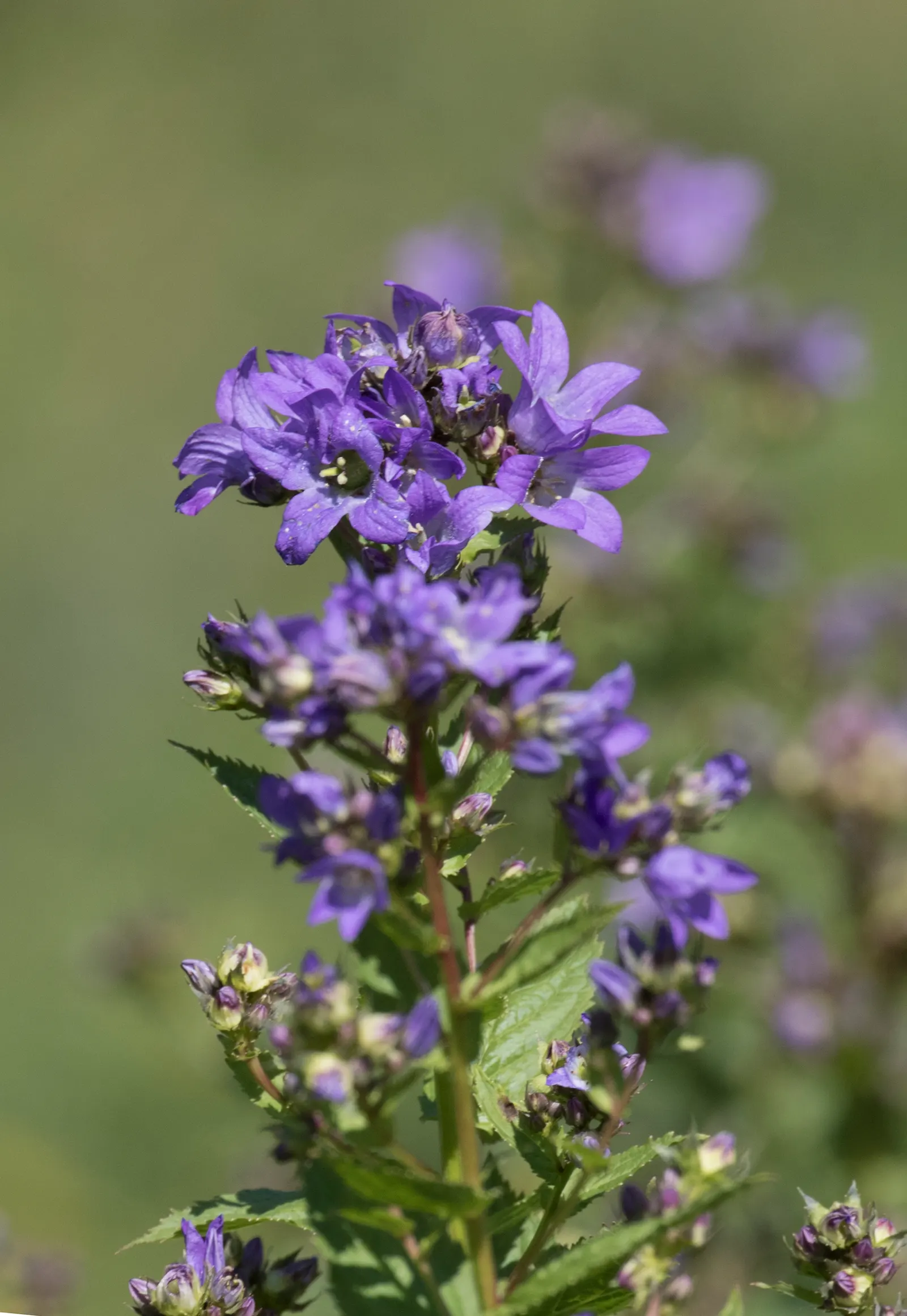 Bellflower (Campanula 'Jelly Bells') — For best flowering results, choose a site that receives full sun to partial shade; its upright stems reach 18-24 inches