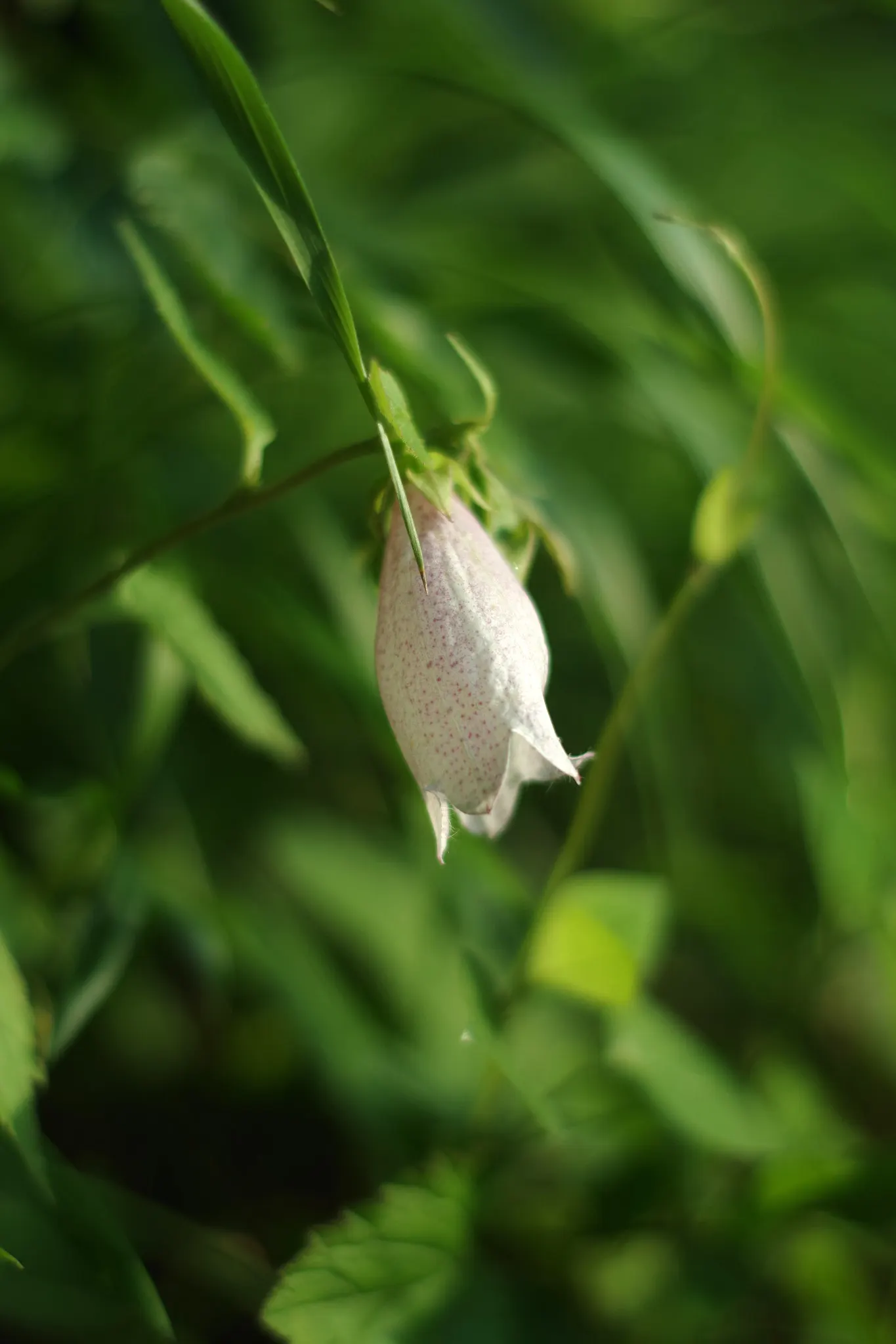 Bellflower (Campanula 'Jelly Bells') — For best flowering results, choose a site that receives full sun to partial shade