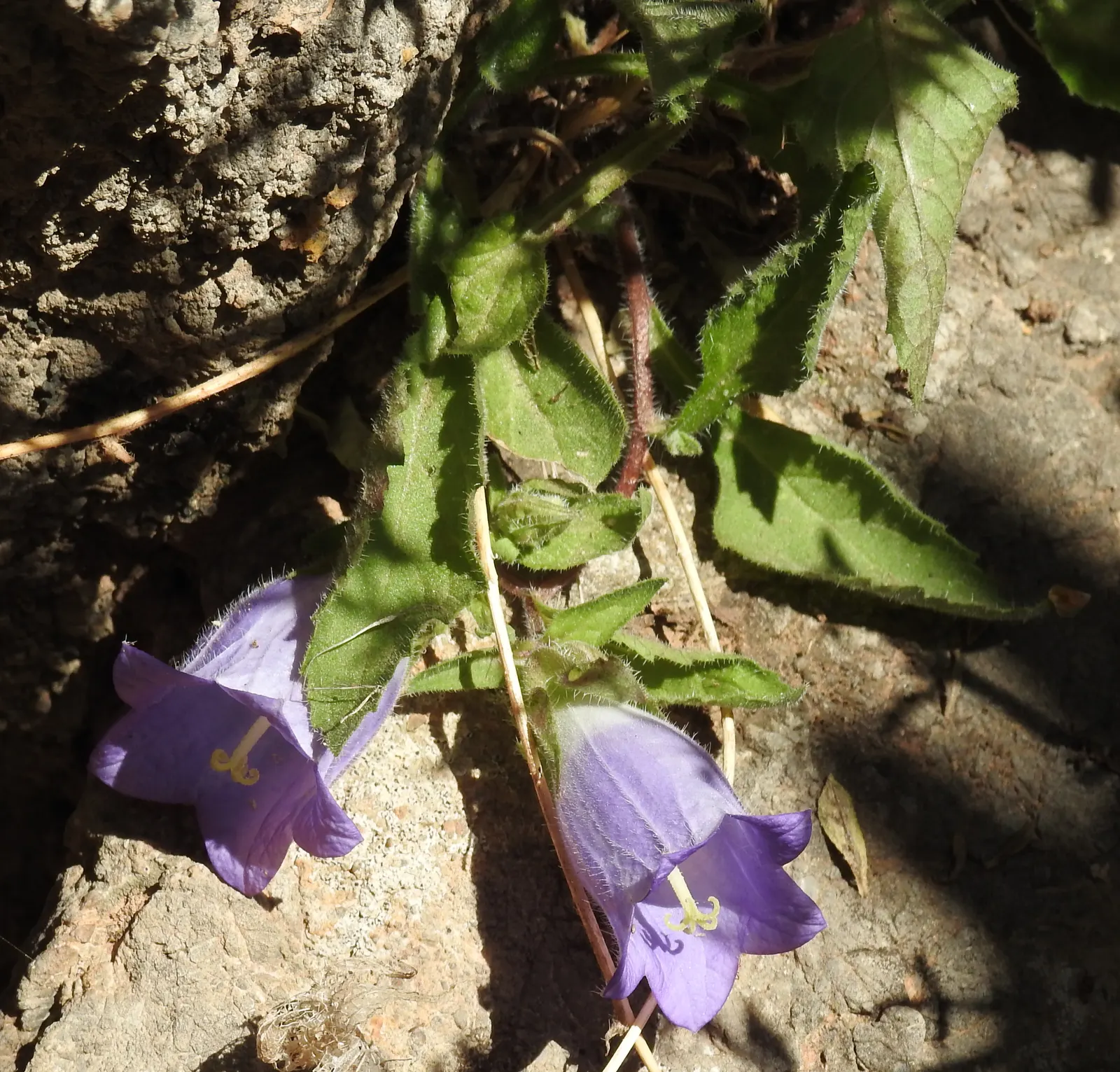 Bellflower (Campanula 'Jelly Bells') — It prefers well-draining soil; and the overall spread of the plant can span from 12 to 24 inches.<br><br>In, image 88