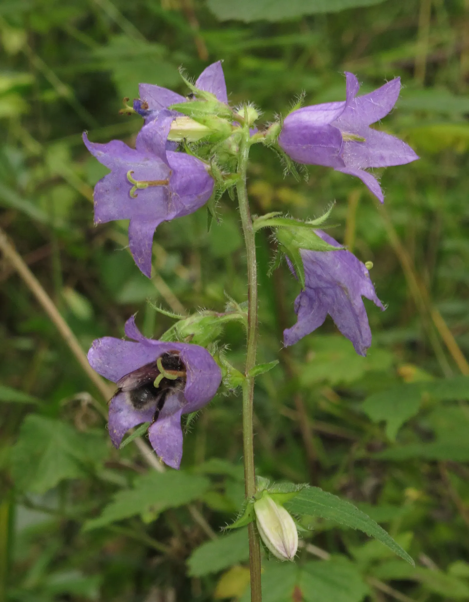 Bellflower (Campanula 'Jelly Bells') — It prefers well-draining soil; and the overall spread of the plant can span from 12 to 24 inches.<br><br>In, image 64