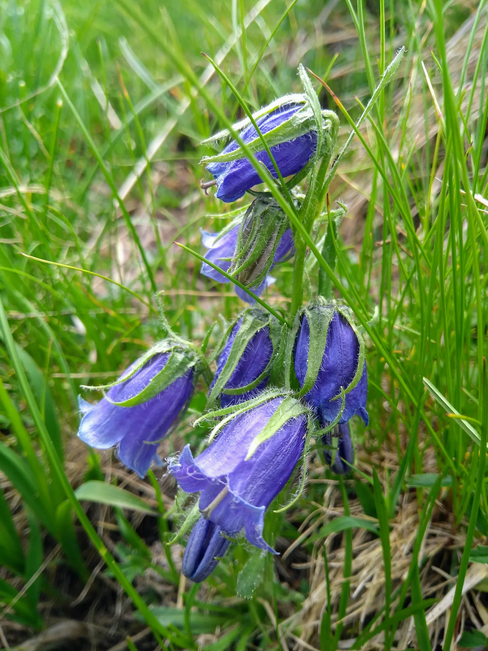 Bellflower (Campanula 'Jelly Bells') — with an optimal pH range from neutral to slightly alkaline; 'Jelly Bells' is a wonderful attractant for bees, image 65