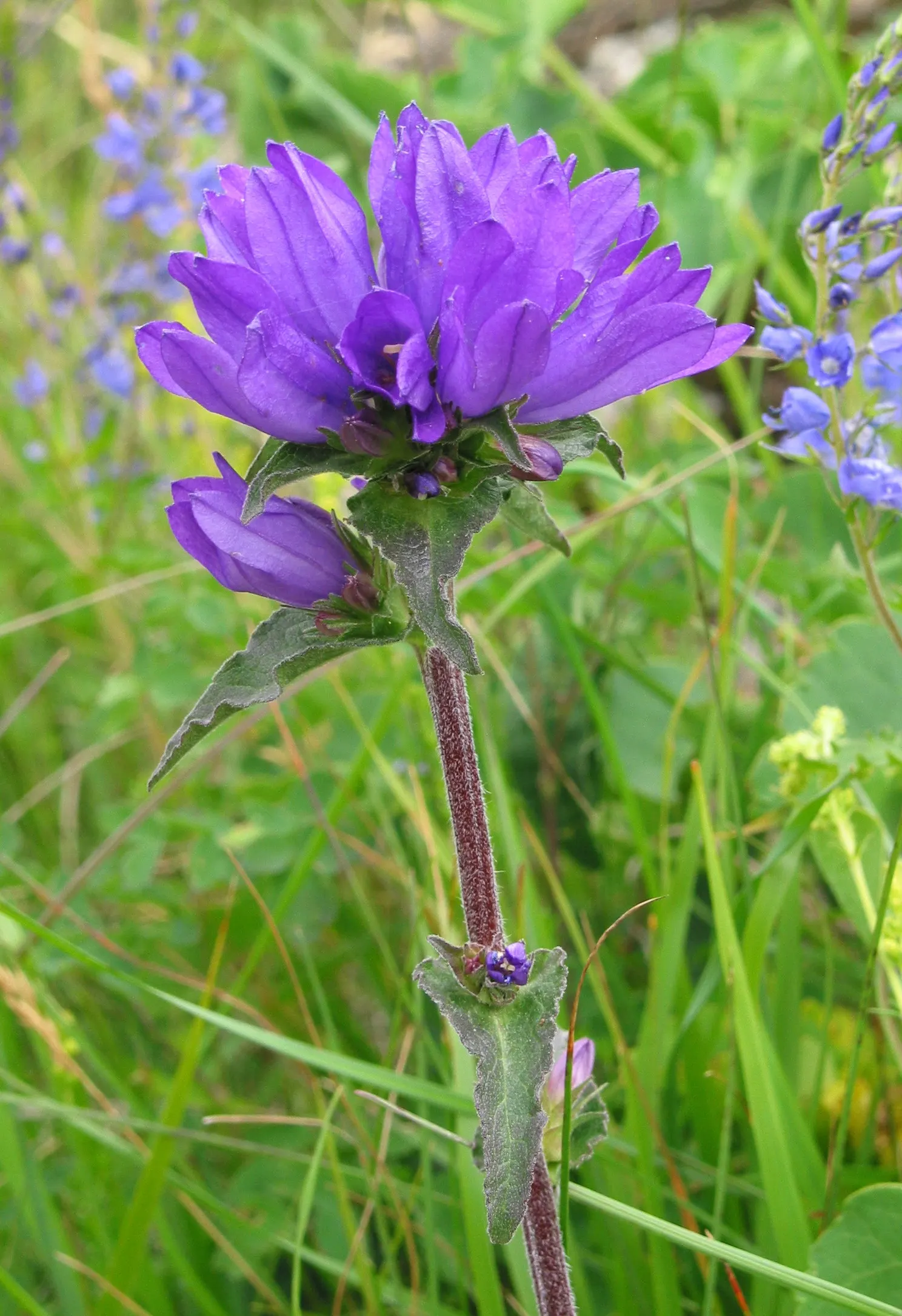 Bellflower (Campanula 'Jelly Bells') — is a delightful perennial with striking bell-shaped; the blooms are borne on upright, image 74