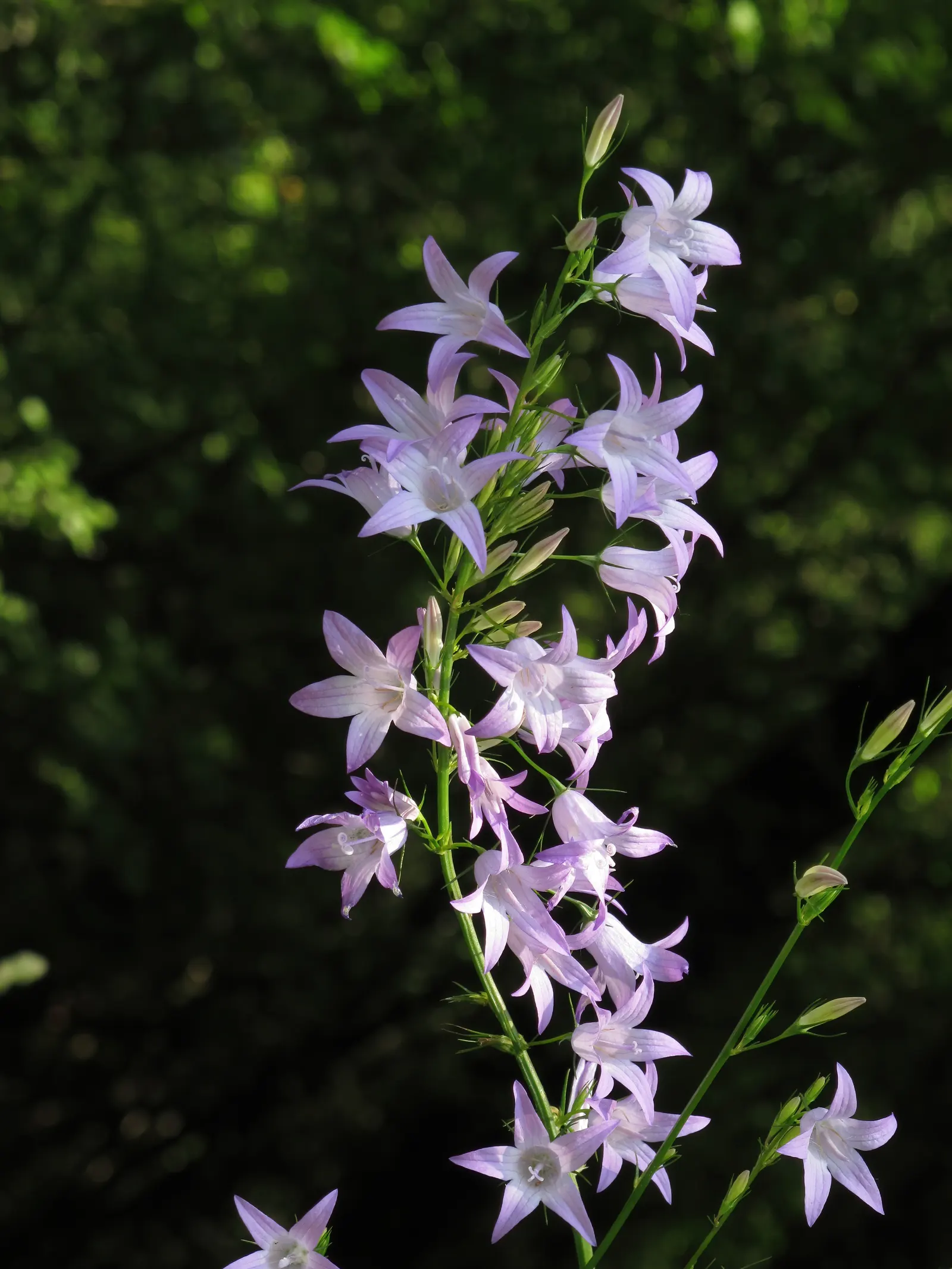 Bellflower (Campanula 'Jelly Bells') — Blooming from early to late summer, it adds a vibrant yet soft touch to borders and cottage gardens