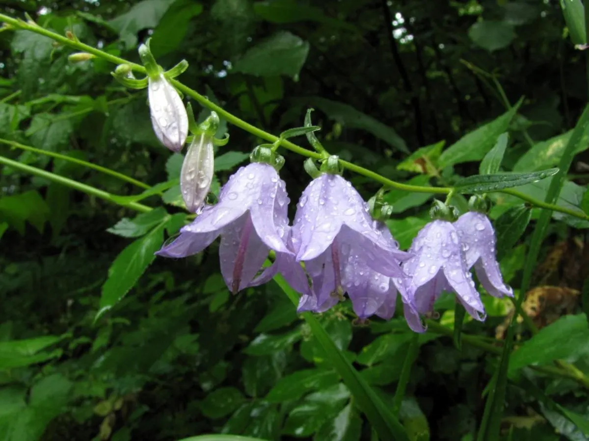 Bellflower (Campanula 'Jelly Bells') — and the overall spread of the plant can span from 12 to 24 inches.<br><br>In addition to its visual appeal, image 85