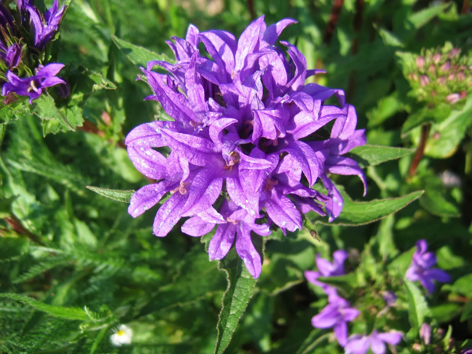 Bellflower (Campanula 'Jelly Bells') — Its upright stems reach 18-24 inches tall and spread up to 12 inches wide, thriving in full sun to part, image 51