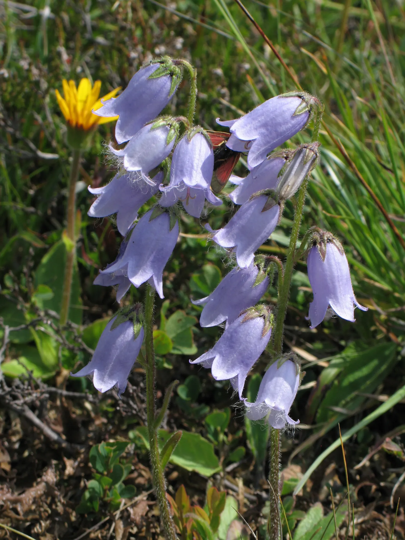 Bellflower (Campanula 'Jelly Bells') — ground cover / perennial for full; adding an environmentally friendly aspect to its allure, image 72