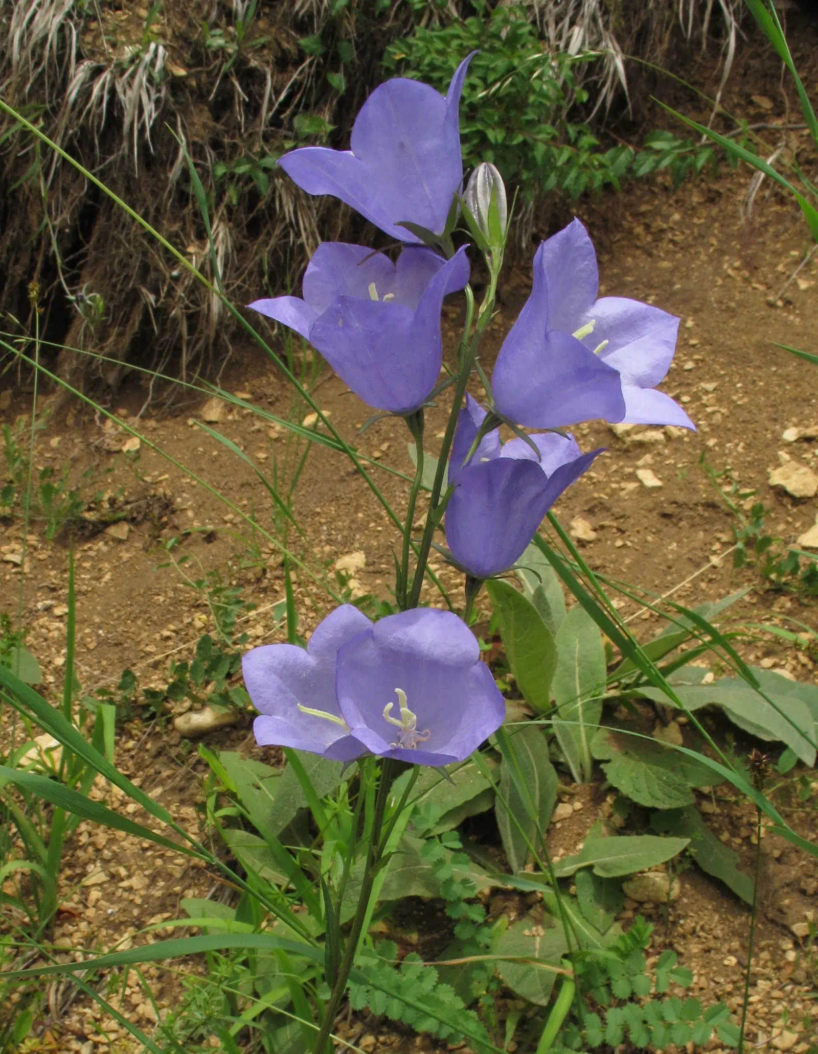 Bellflower (Campanula 'Jelly Bells') — For best flowering results, choose a site that receives full sun to partial shade; its upright stems reach, image 66