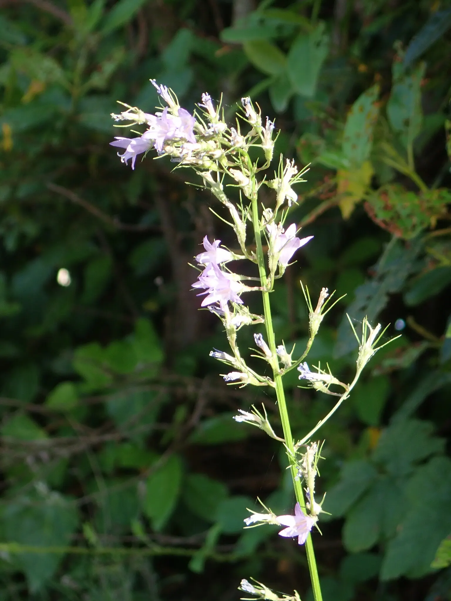 Bellflower (Campanula 'Jelly Bells') — The blooms are borne on upright