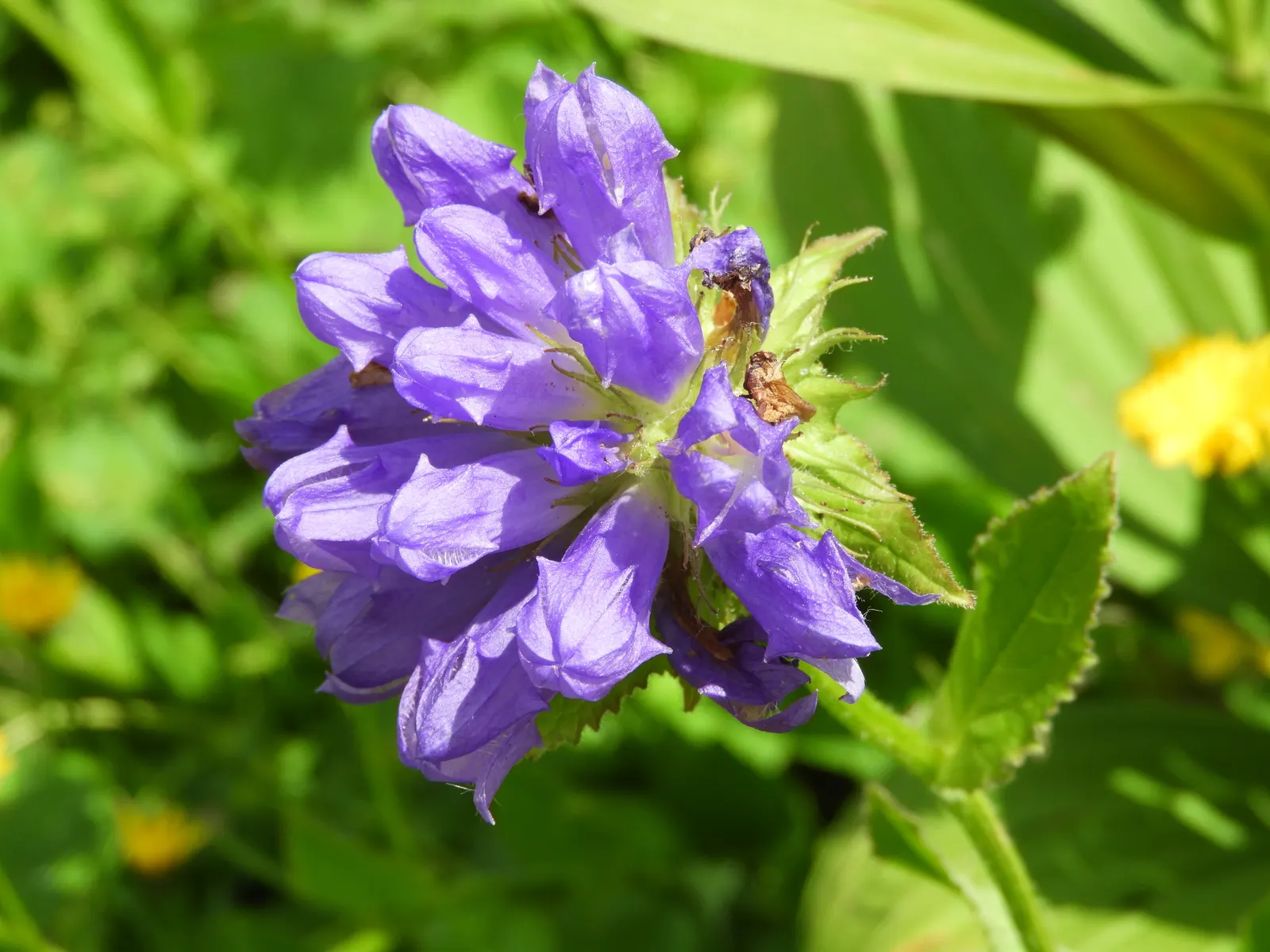 Bellflower (Campanula 'Jelly Bells') — specifically the Campanula 'Jelly Bells'; indicating robust temperature tolerance, image 54
