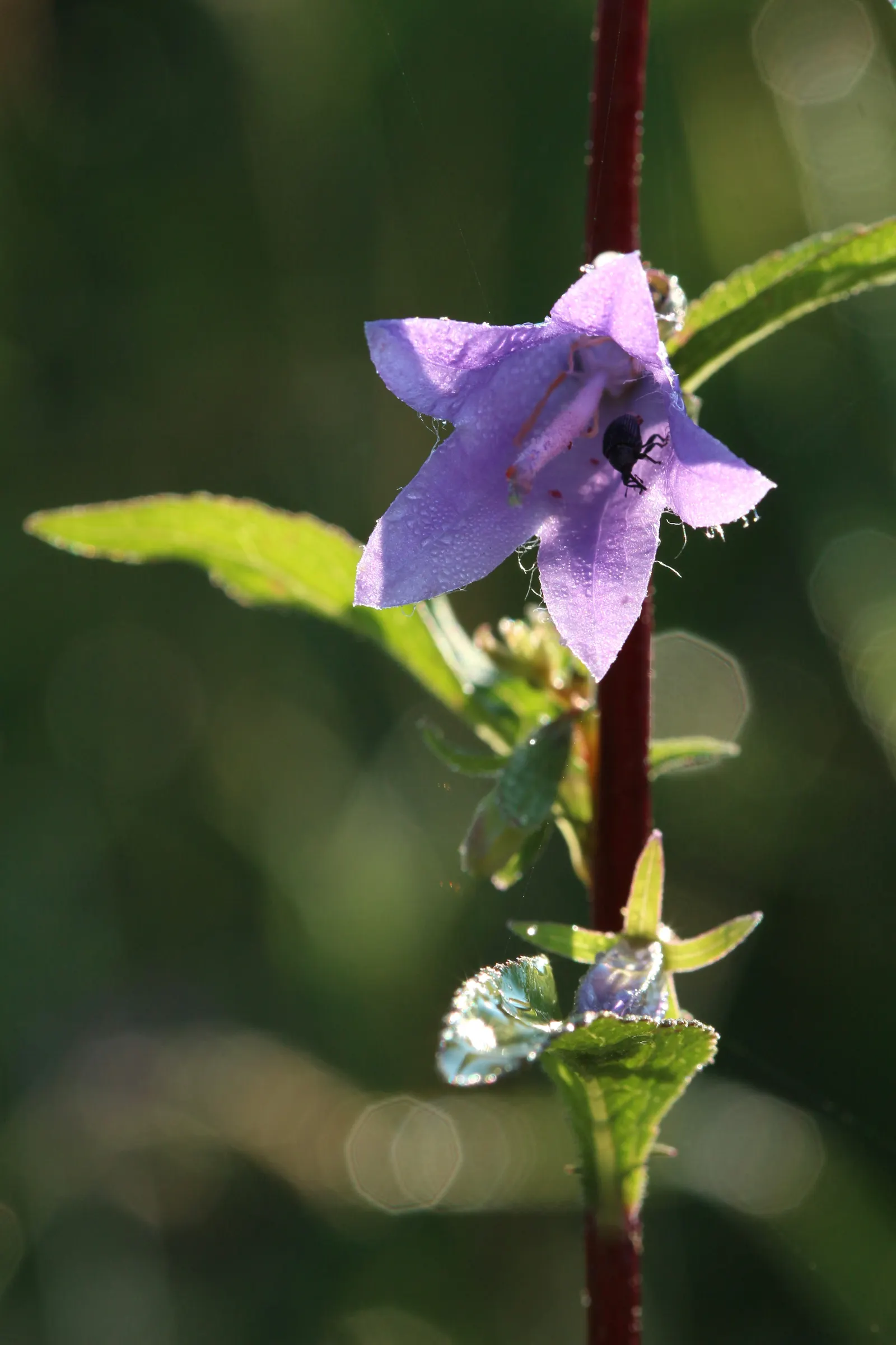 Bellflower (Campanula 'Jelly Bells') — ground cover / perennial for full; adding an environmentally friendly aspect to its allure