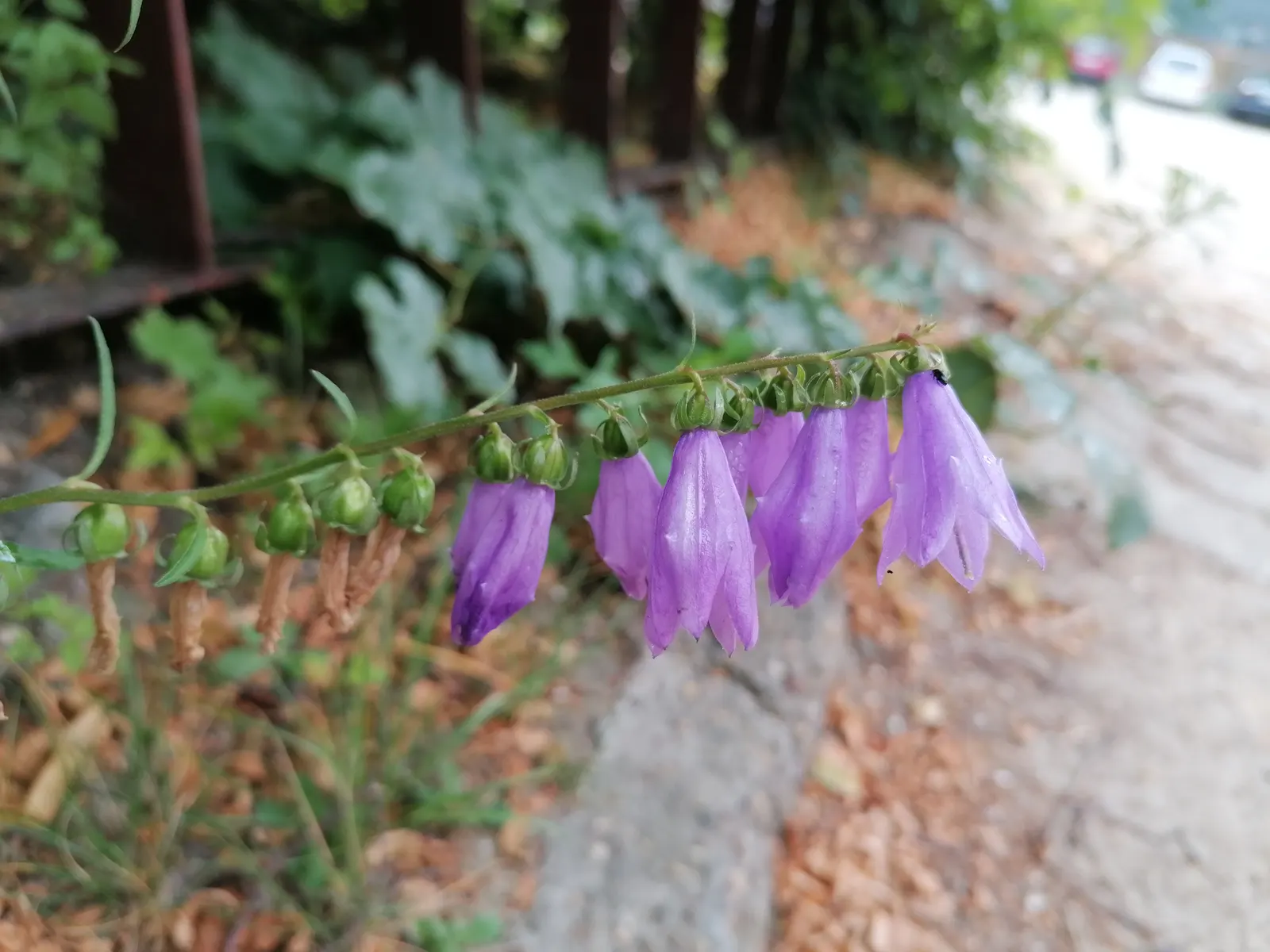 Bellflower (Campanula 'Jelly Bells') — is a delightful perennial with striking bell-shaped; the blooms are borne on upright, image 50