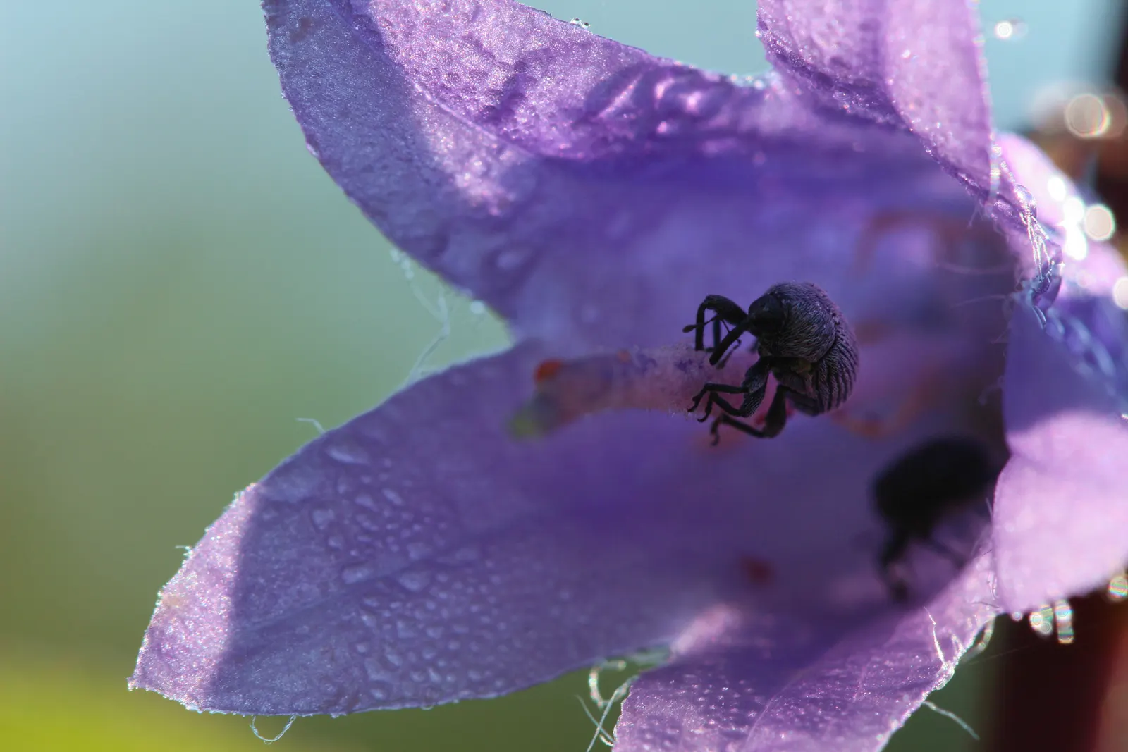 Bellflower (Campanula 'Jelly Bells') — commonly known as Bellflower; blooming from early to late summer, it adds a vibrant yet soft touch to, image 49