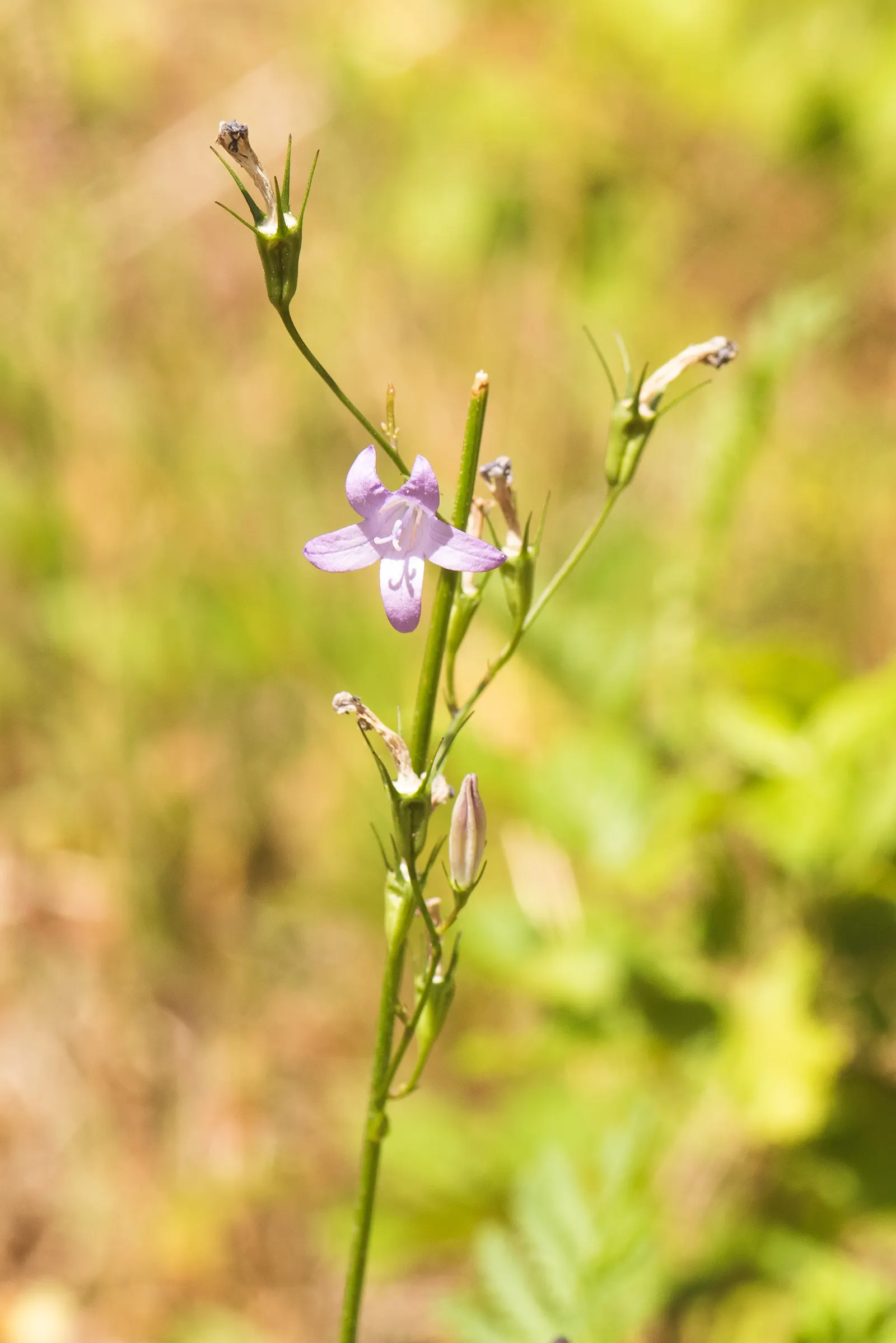 Bellflower (Campanula 'Jelly Bells') — and the overall spread of the plant can span from 12 to 24 inches.<br><br>In addition to its visual appeal