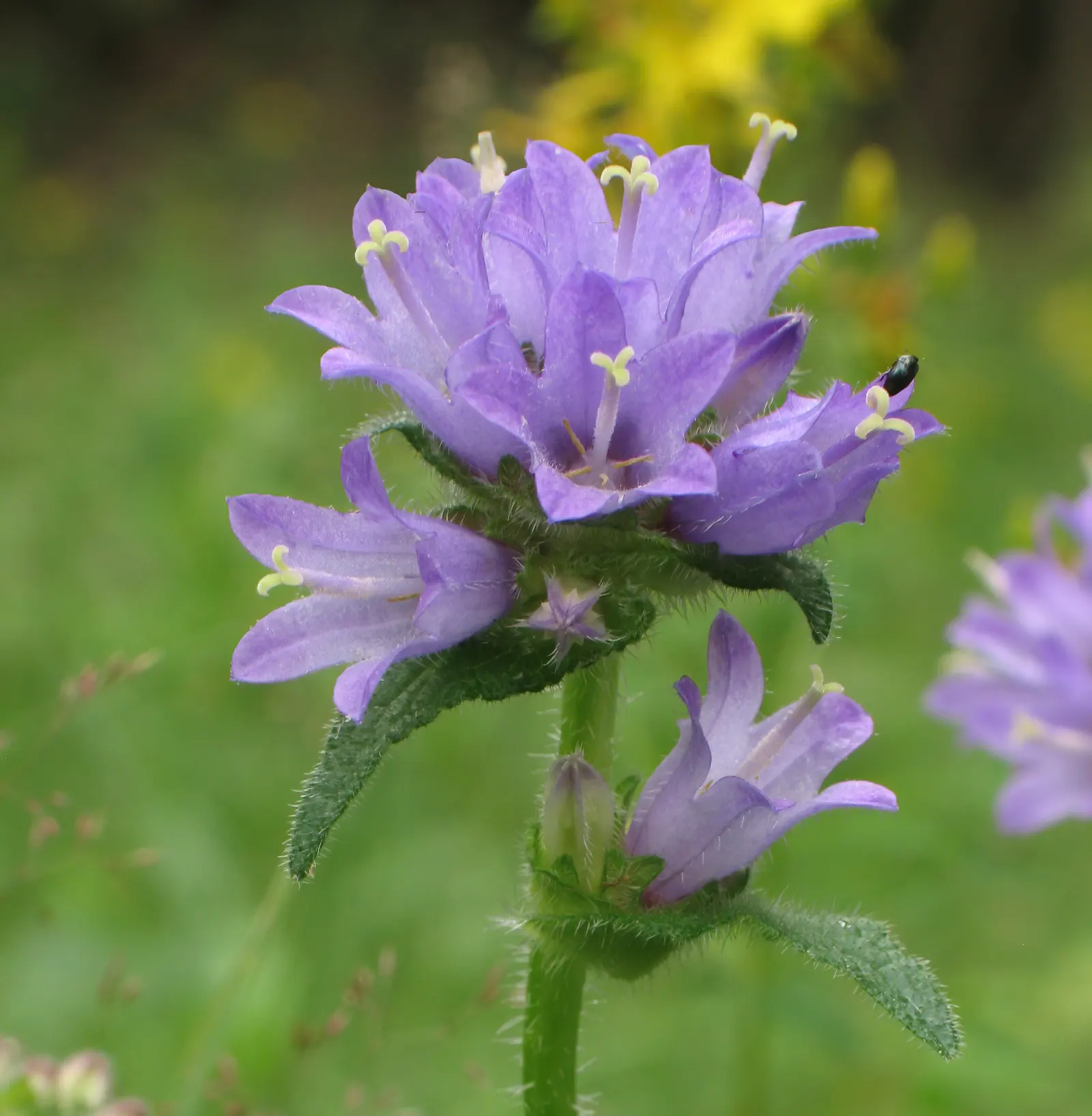 Bellflower (Campanula 'Jelly Bells') — The blooms are borne on upright; is a delightful perennial with striking bell-shaped, image 59