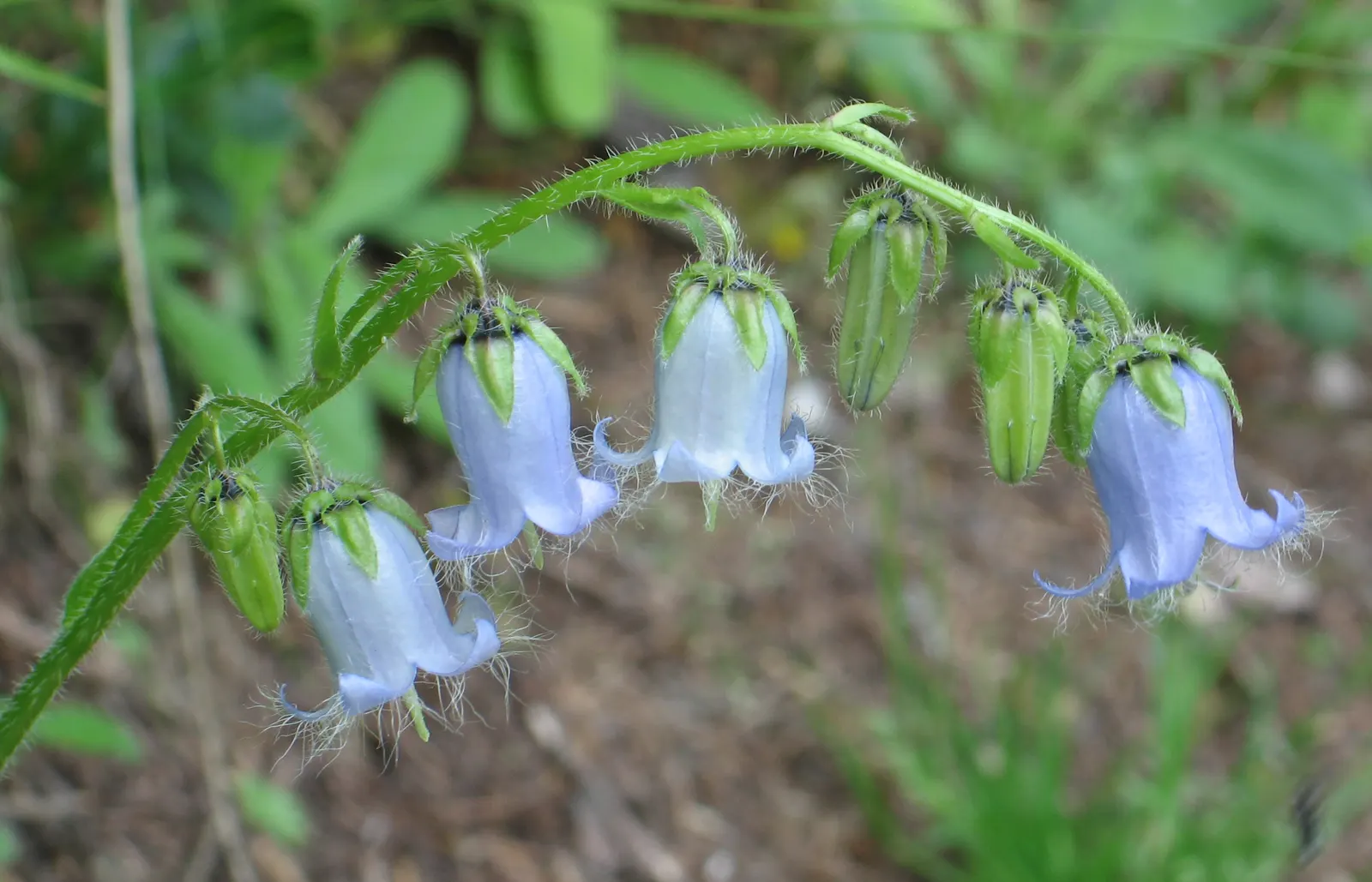 Bellflower (Campanula 'Jelly Bells') — commonly known as Bellflower; blooming from early to late summer, it adds a vibrant yet soft touch to, image 73