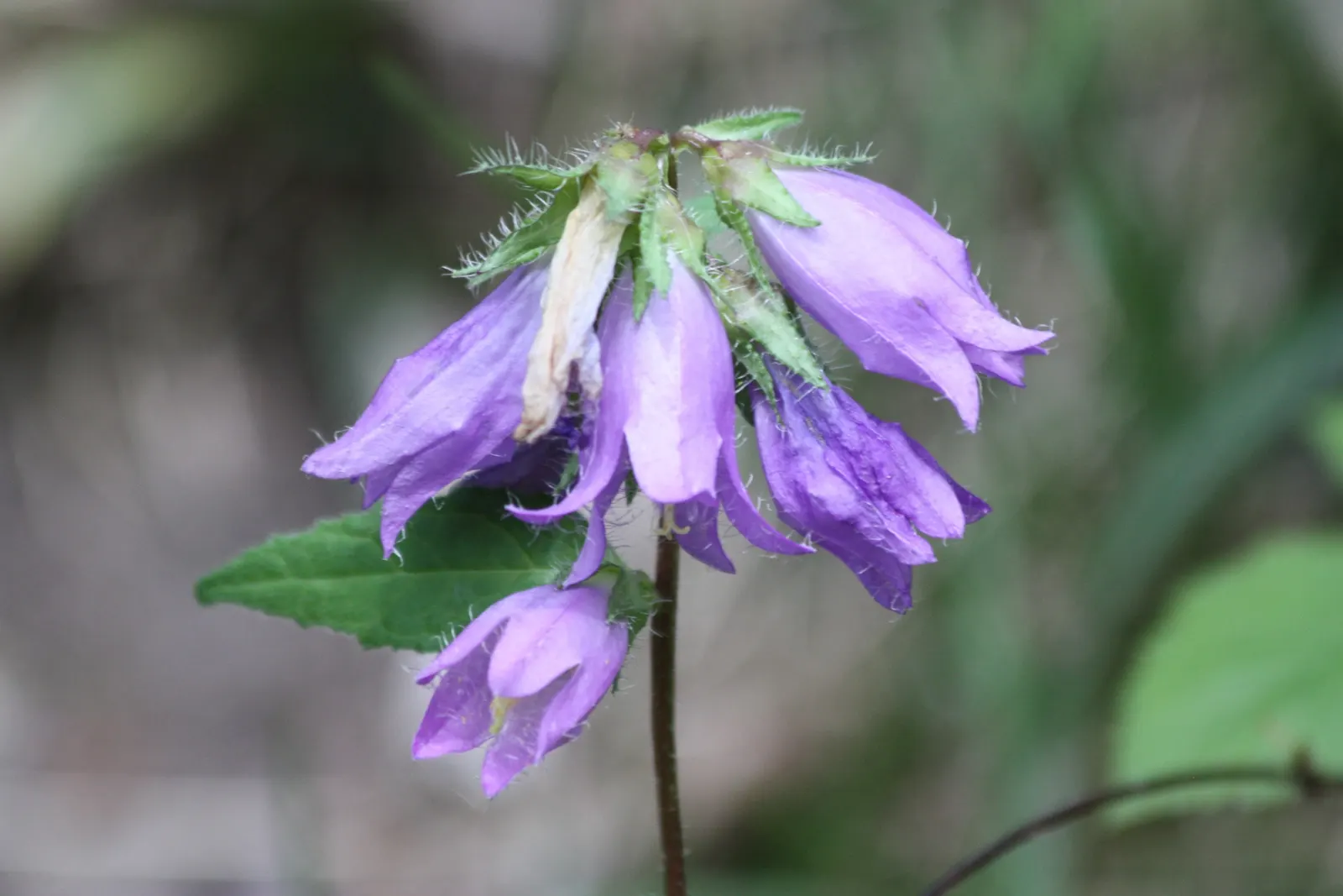 Bellflower (Campanula 'Jelly Bells') — the Campanula 'Jelly Bells' is hardy in USDA zones 4 to 8; ground cover / perennial with blue and violet, image 62
