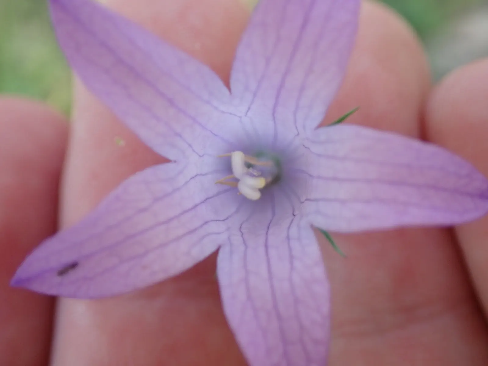 Bellflower (Campanula 'Jelly Bells') — This herbaceous plant hails from the Campanulaceae family and is known for its ease of care and resiliency