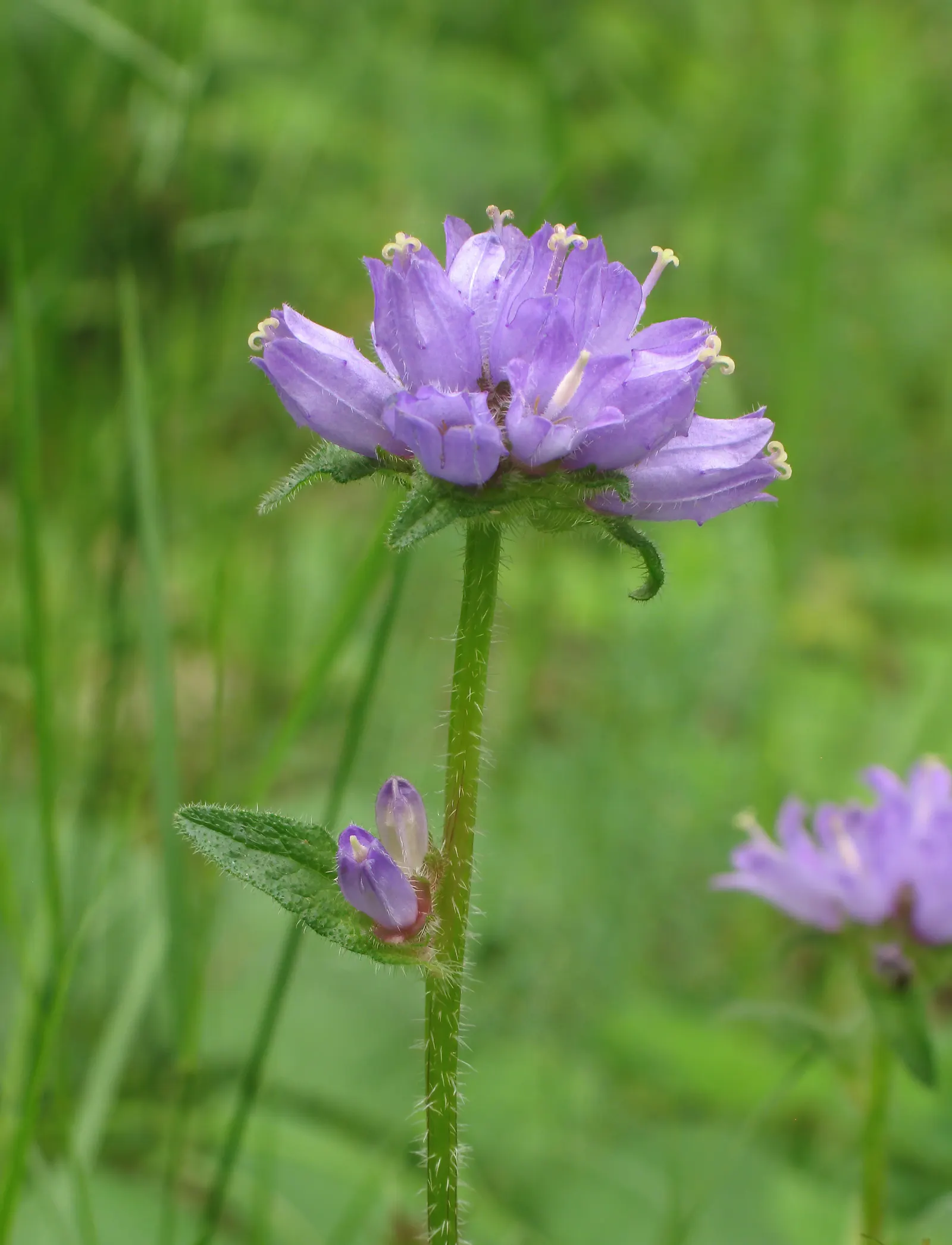 Bellflower (Campanula 'Jelly Bells') — and the overall spread of the plant can span from 12 to 24 inches.<br><br>In addition to its visual appeal, image 61