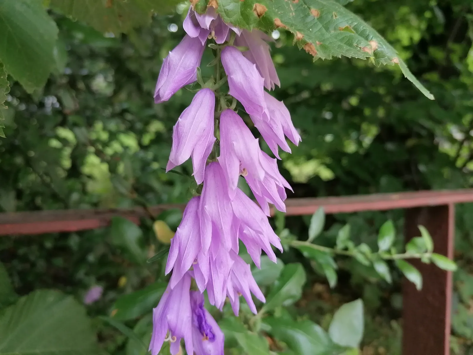 Bellflower (Campanula 'Jelly Bells') — Hardy in USDA zones 4-8, it requires well-drained soil and moderate moisture
