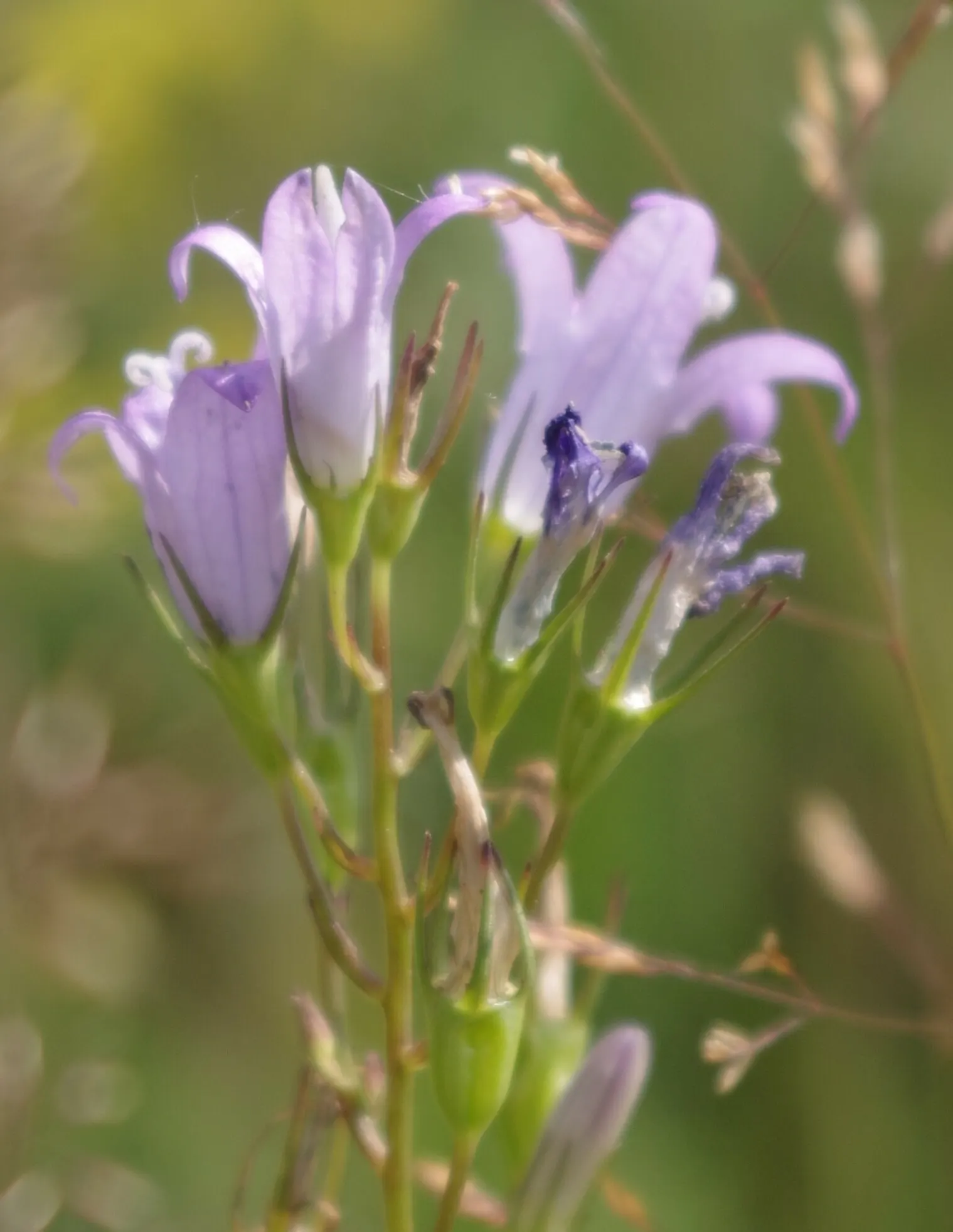 Bellflower (Campanula 'Jelly Bells') — the Campanula 'Jelly Bells' is hardy in USDA zones 4 to 8; ground cover / perennial with blue and violet, image 86