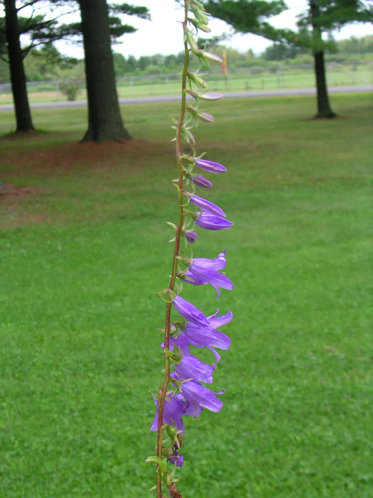 Bellflower (Campanula 'Jelly Bells') — indicating robust temperature tolerance; specifically the Campanula 'Jelly Bells', image 87
