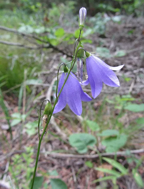 Bellflower (Campanula 'Jelly Bells') — slender stems that can grow to heights between 12 to 18 inches