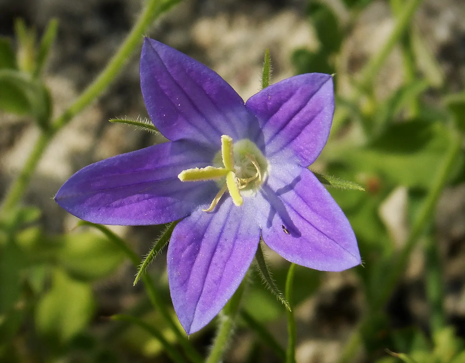 Bellflower (Campanula 'Jelly Bells') — consider mass plantings for a groundcover effect or use it to soften the edges of borders; its flowers boast, image 67