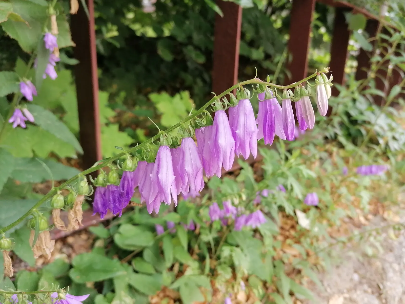 Bellflower (Campanula 'Jelly Bells') — ground cover / perennial with blue and violet blooms; the Campanula 'Jelly Bells' is hardy in USDA zones 4 to 8