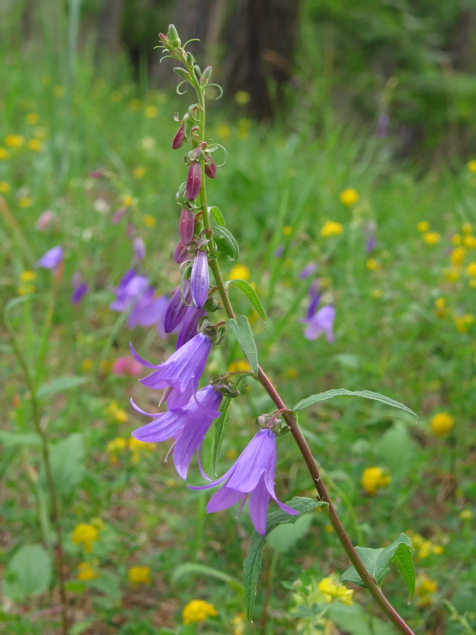 Bellflower (Campanula 'Jelly Bells') — Its flowers boast a vivid blue-purple hue; consider mass plantings for a groundcover effect or use it to, image 82