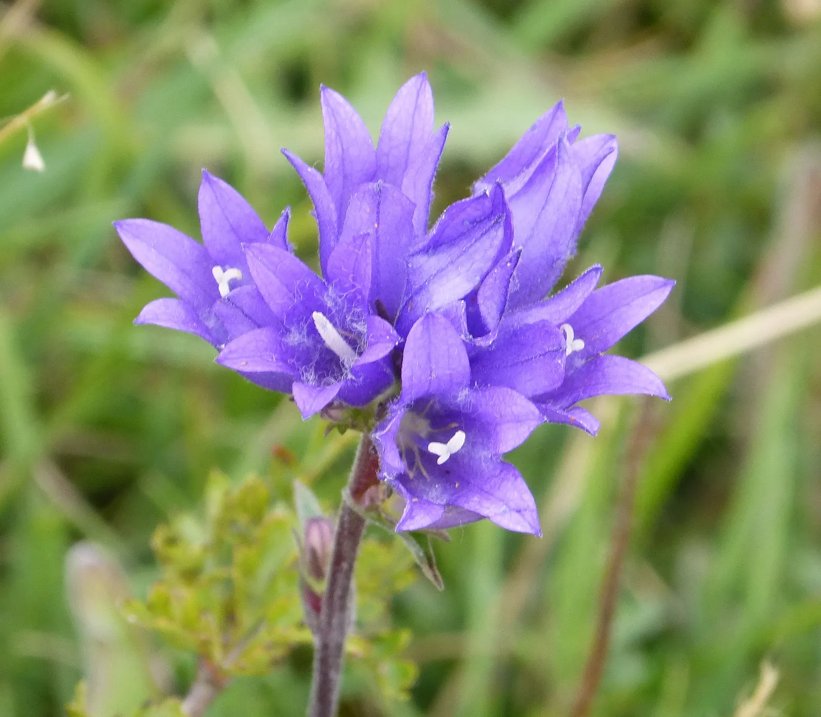 Bellflower (Campanula 'Jelly Bells') — making it an excellent candidate for a variety of landscape designs; slender stems that can grow to heights, image 57